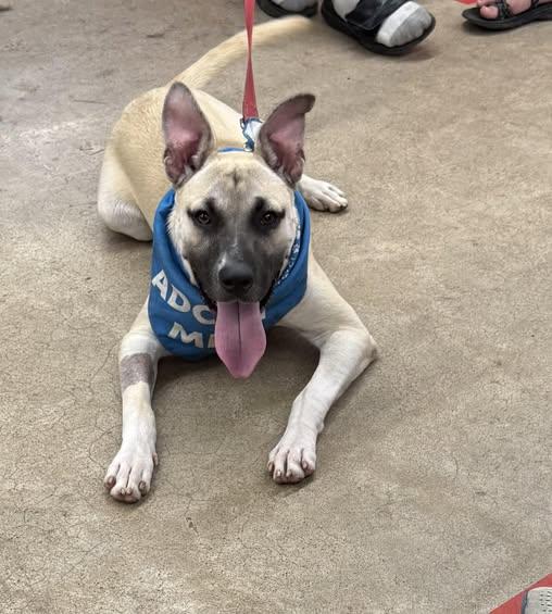 Duke