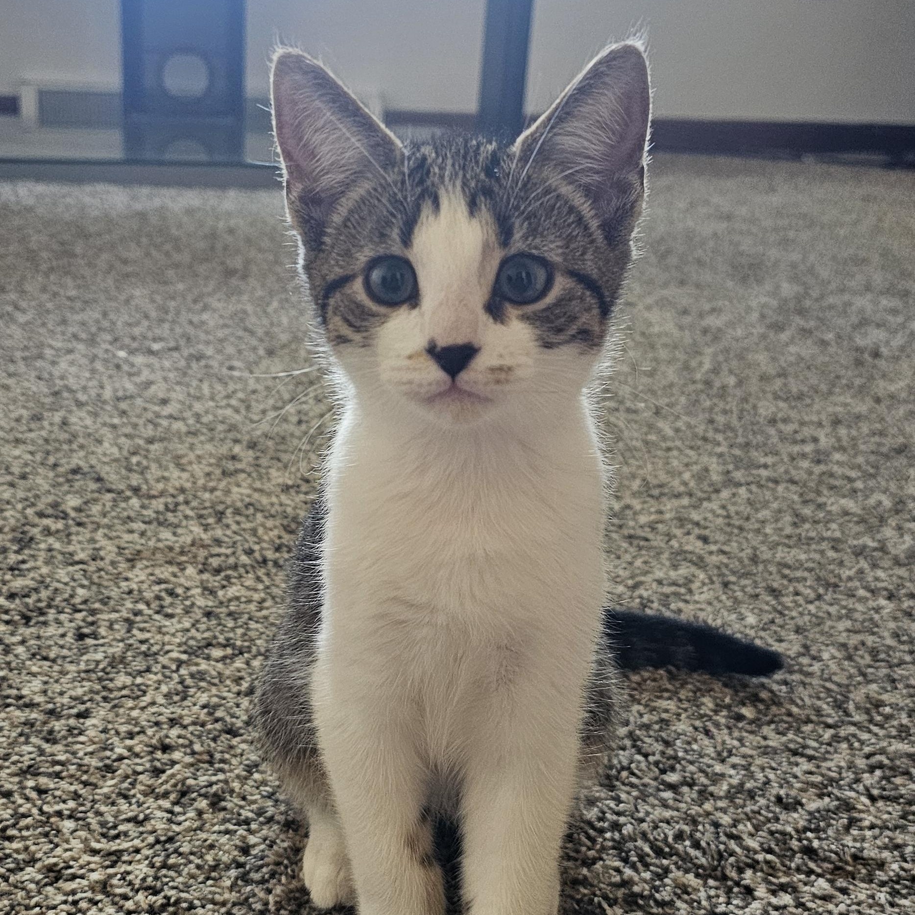 Enlarge Bean, a Adoptable Domestic Short Hair in Hartville, OH image 1/3