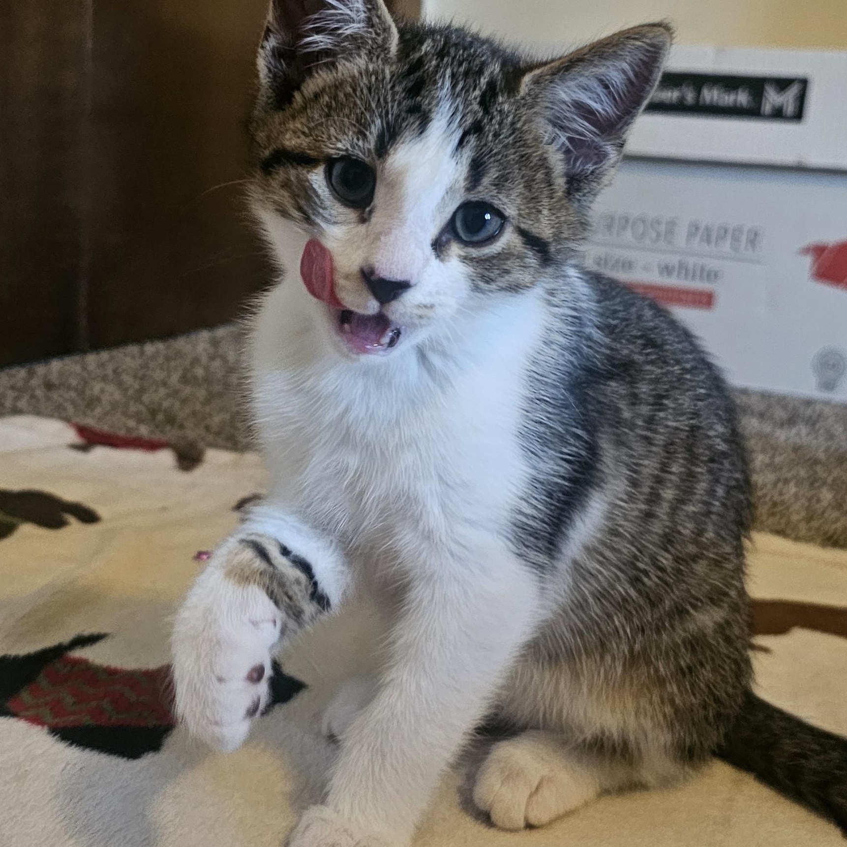 Enlarge Bean, a Adoptable Domestic Short Hair in Hartville, OH image 2/3