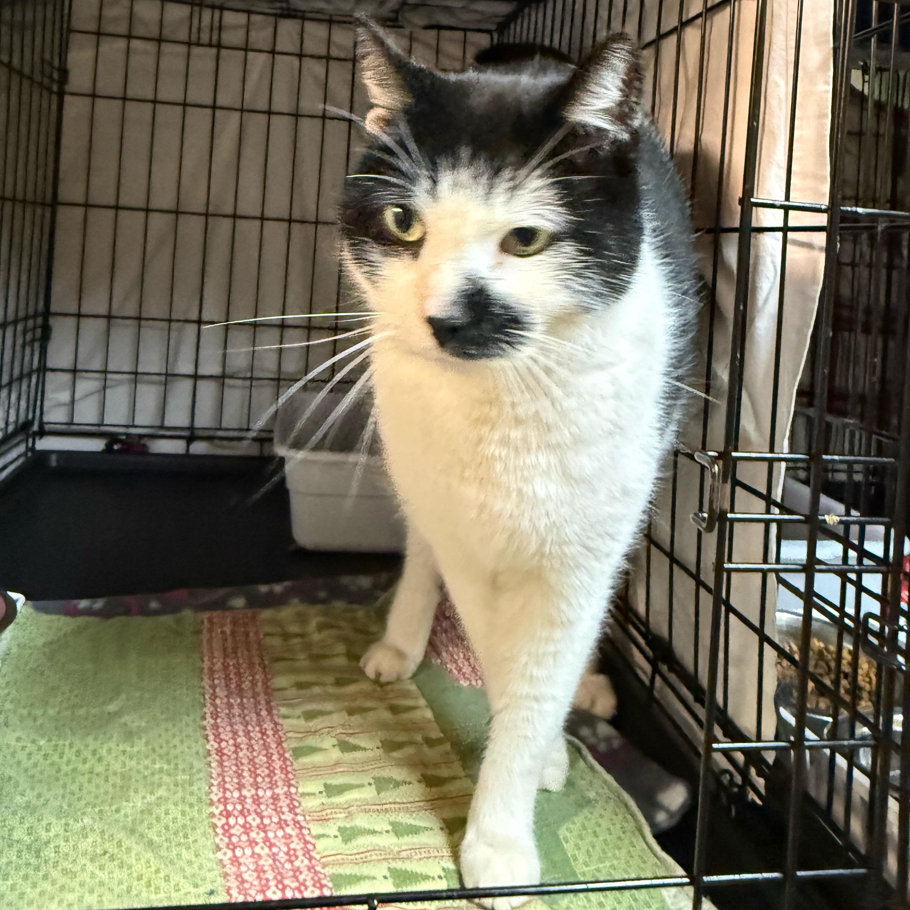 Enlarge Catrick (available soon for adoption), a Adoptable Domestic Short Hair in Cortland, NY image 3/3