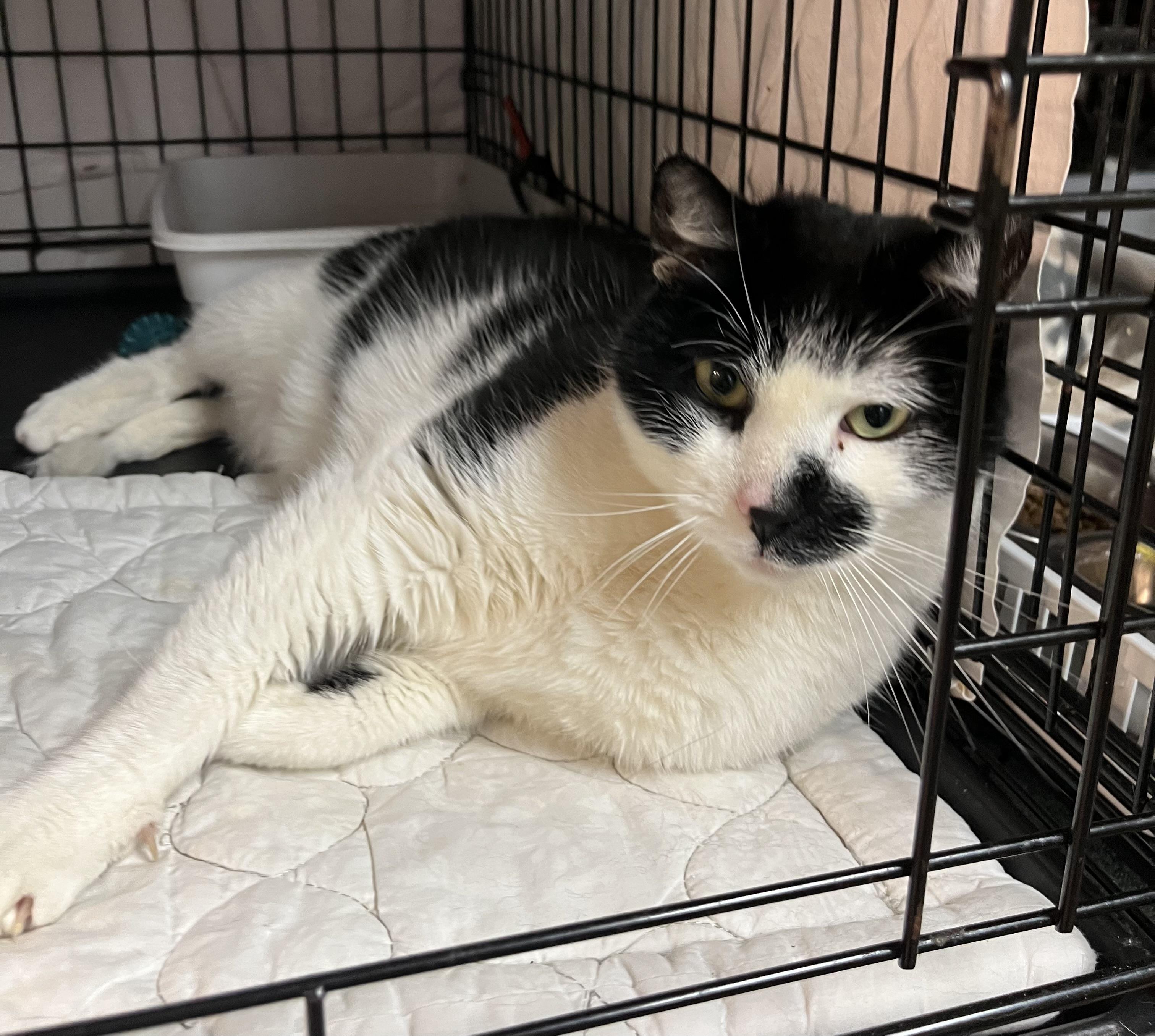 Enlarge Catrick (available soon for adoption), a Adoptable Domestic Short Hair in Cortland, NY image 1/3