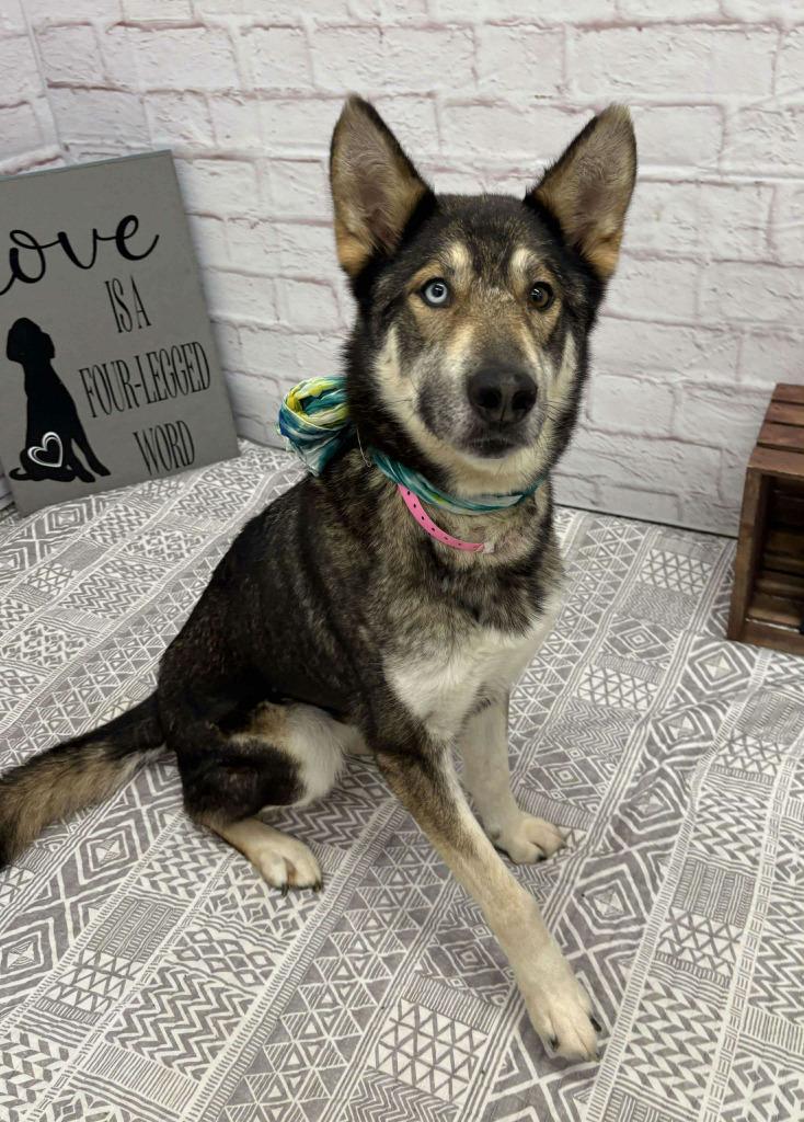 Enlarge Blakeley, a Adoptable mixed breed in Warren, MI image 1/6