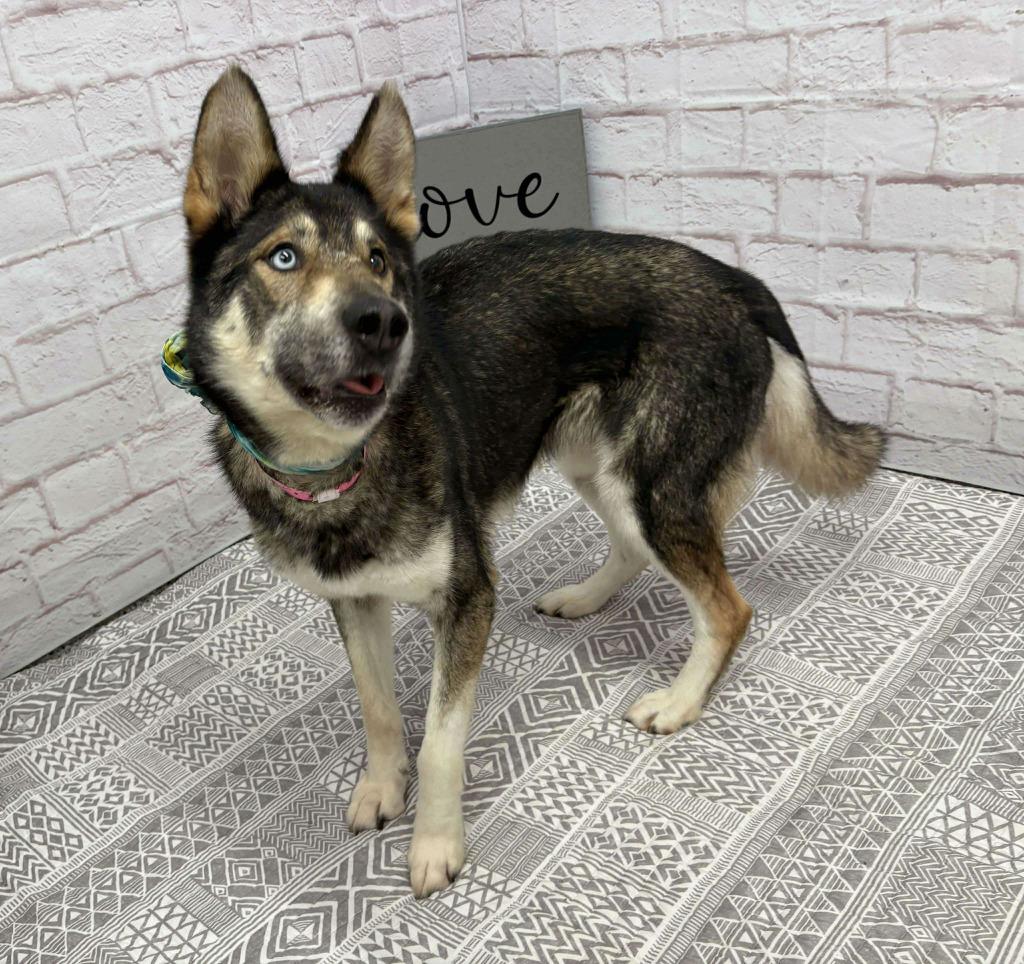 Enlarge Blakeley, a Adoptable mixed breed in Warren, MI image 3/6