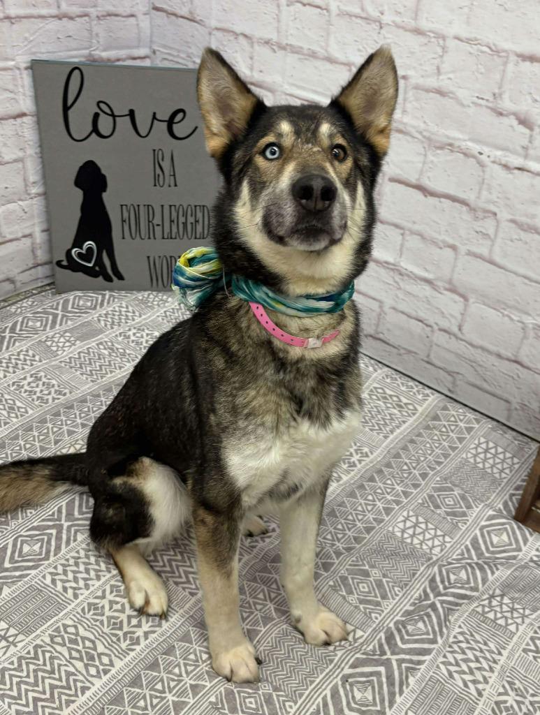 Enlarge Blakeley, a Adoptable mixed breed in Warren, MI image 4/6