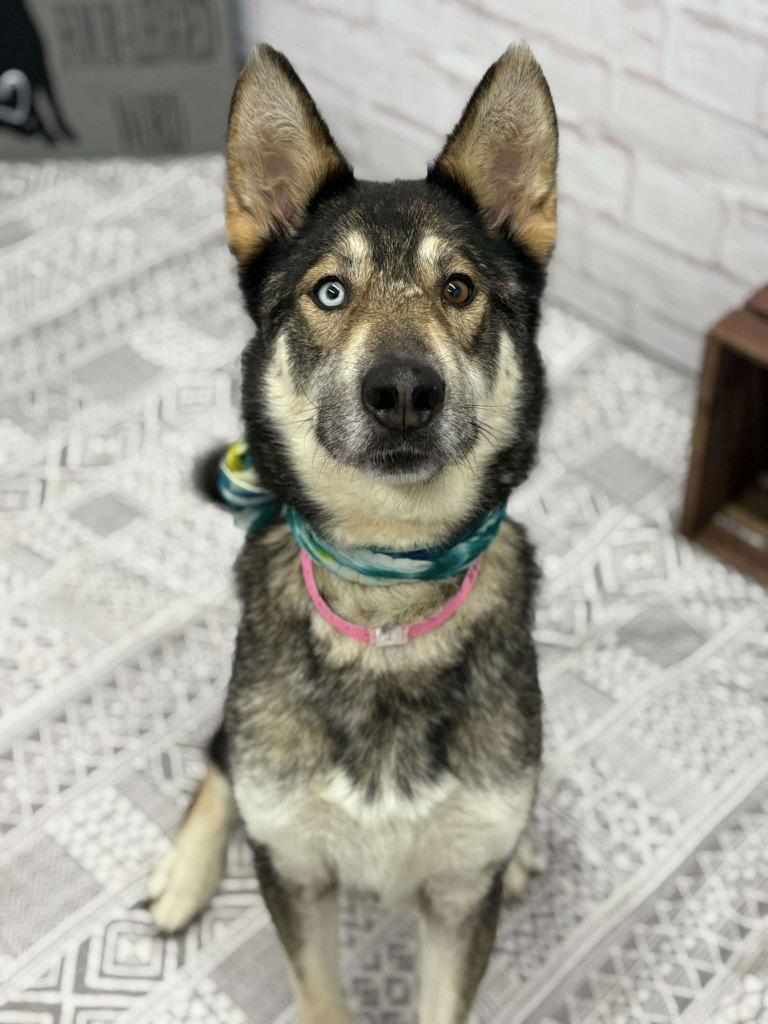 Enlarge Blakeley, a Adoptable mixed breed in Warren, MI image 5/6