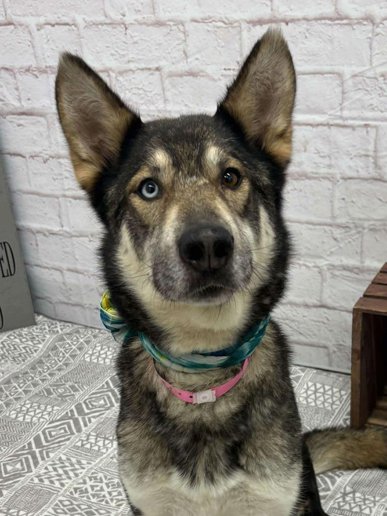 Enlarge Blakeley, a Adoptable mixed breed in Warren, MI image 6/6