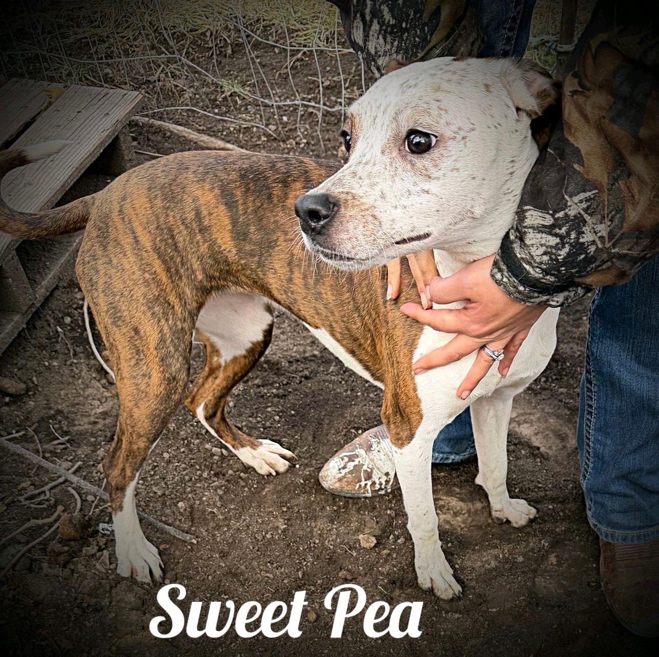 Sweet Pea, Adoptable, Adult Female Boxer & Basset Hound.