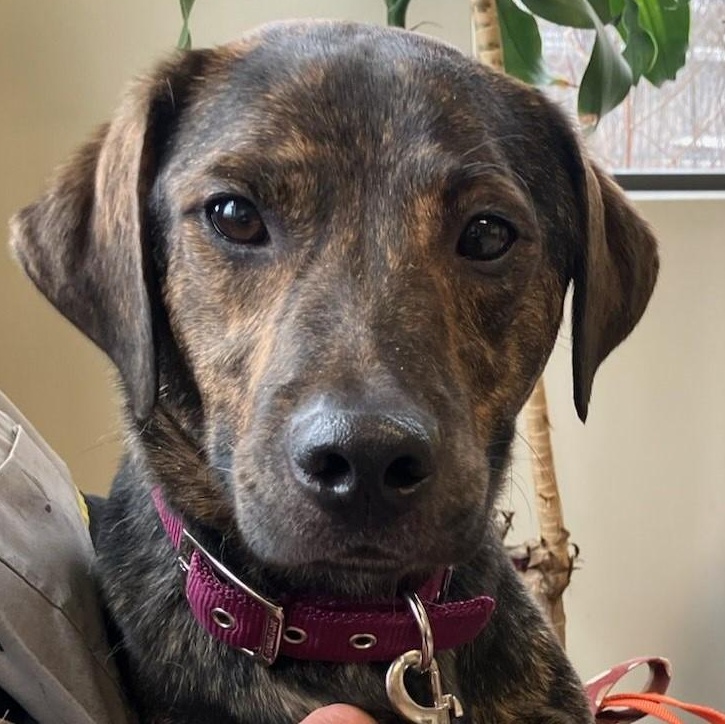 Enlarge Einstein, a Adoptable mixed breed in Schererville, IN image 1/1