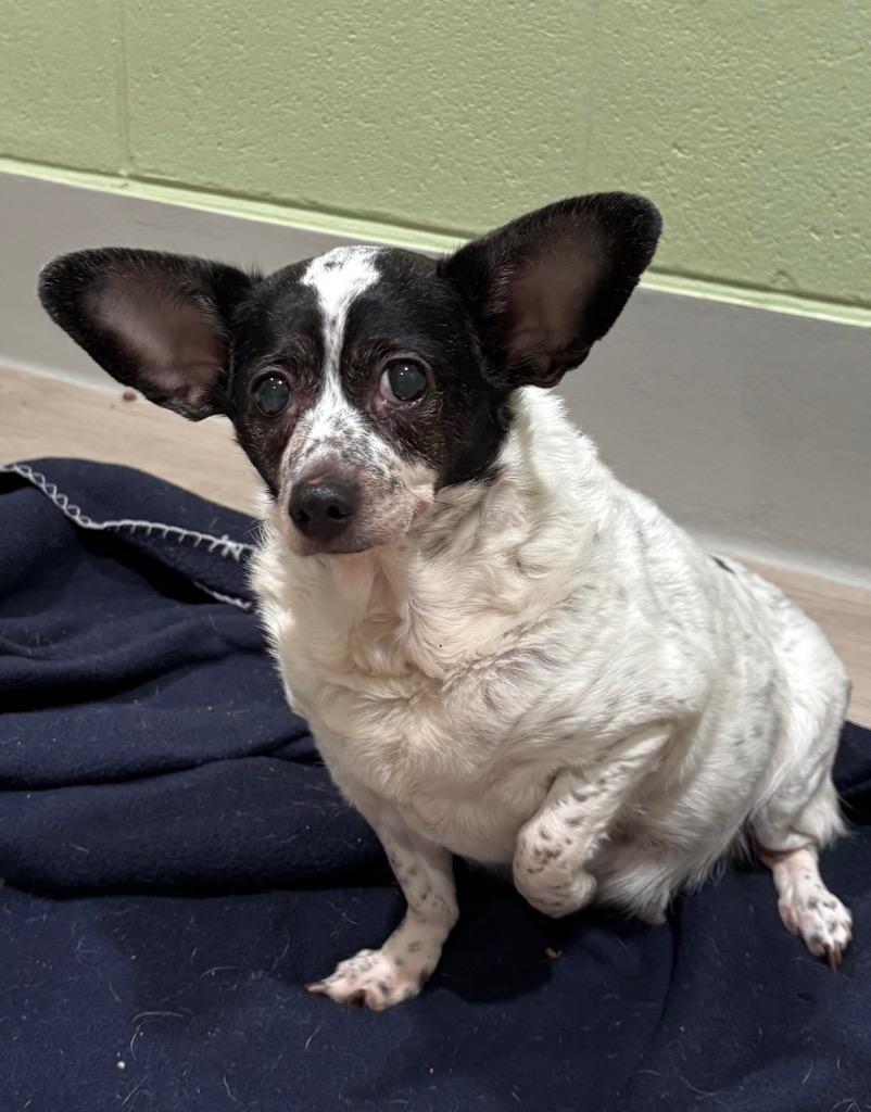 Oreo, Adoptable, Senior Female Rat Terrier & Corgi.