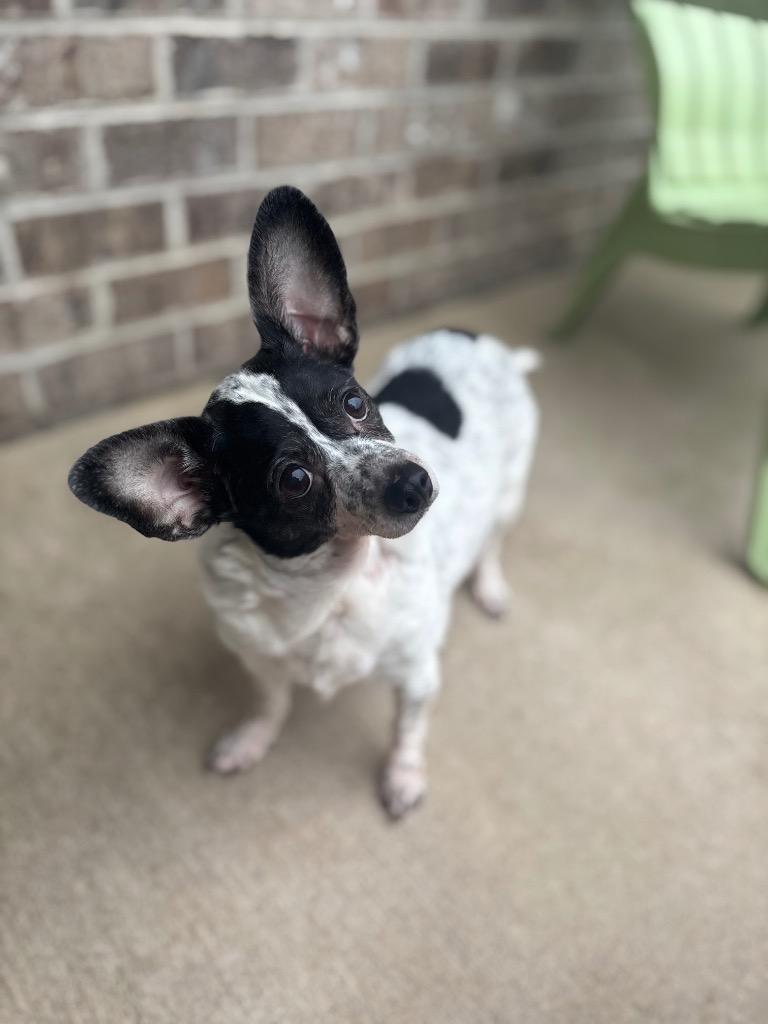 Oreo, a Adoptable mixed breed in Dalton, GA image 3/3