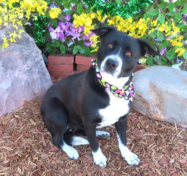 Enlarge SABRINA, a Adoptable mixed breed in Oklahoma City, OK image 1/1