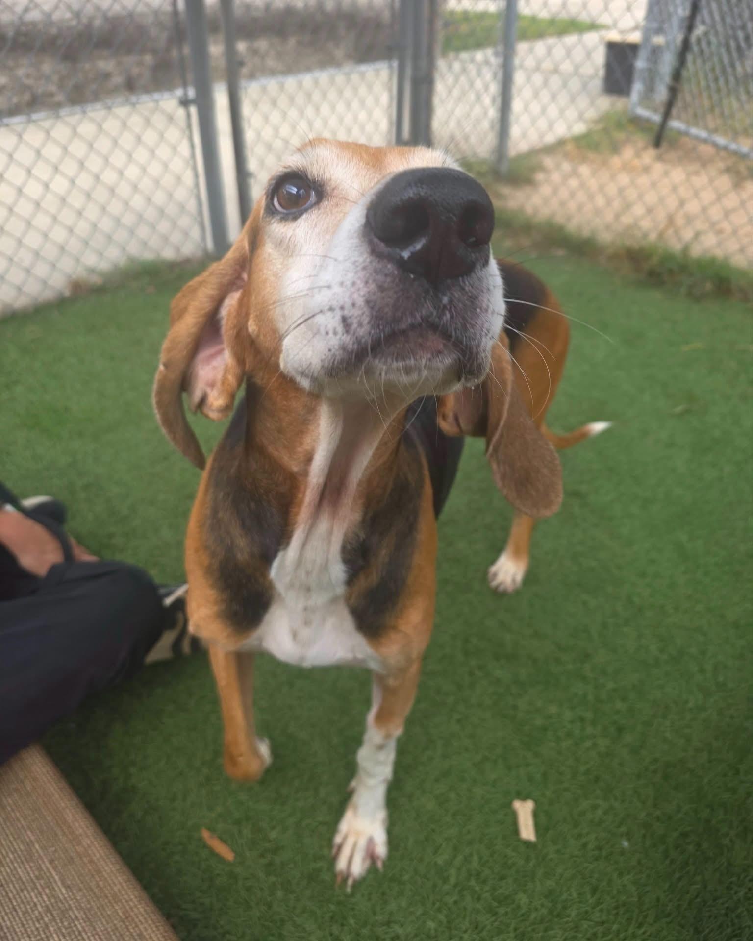 Enlarge Norman- Senior hound boy waiting for someone to love him., a Adoptable Foxhound in chicago, IL image 3/3