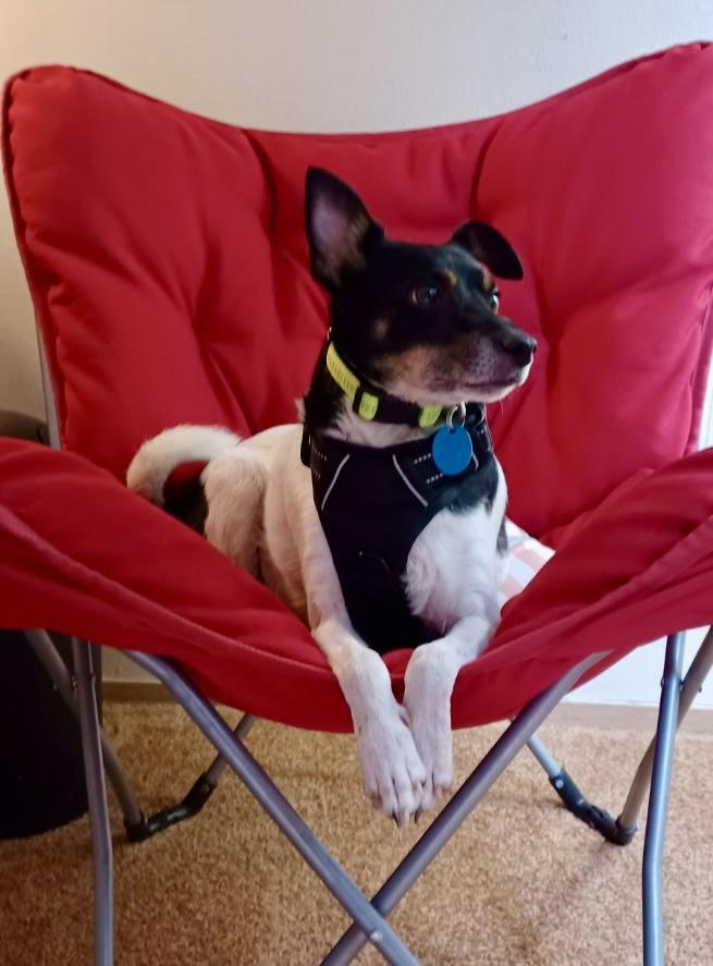 Enlarge DUKE, a Adoptable mixed breed in Graham, WA image 3/6