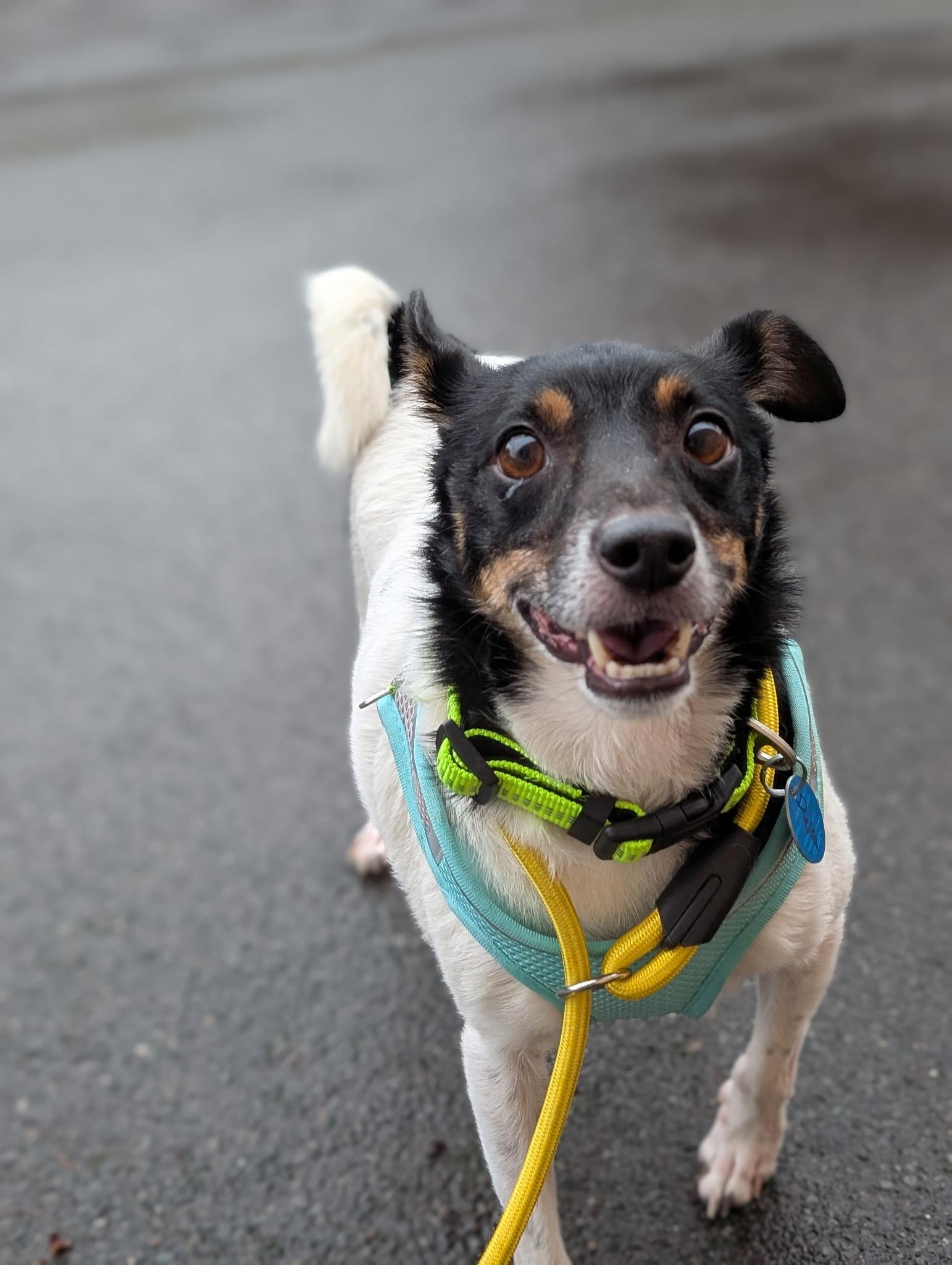 Enlarge DUKE, a Adoptable mixed breed in Graham, WA image 4/6