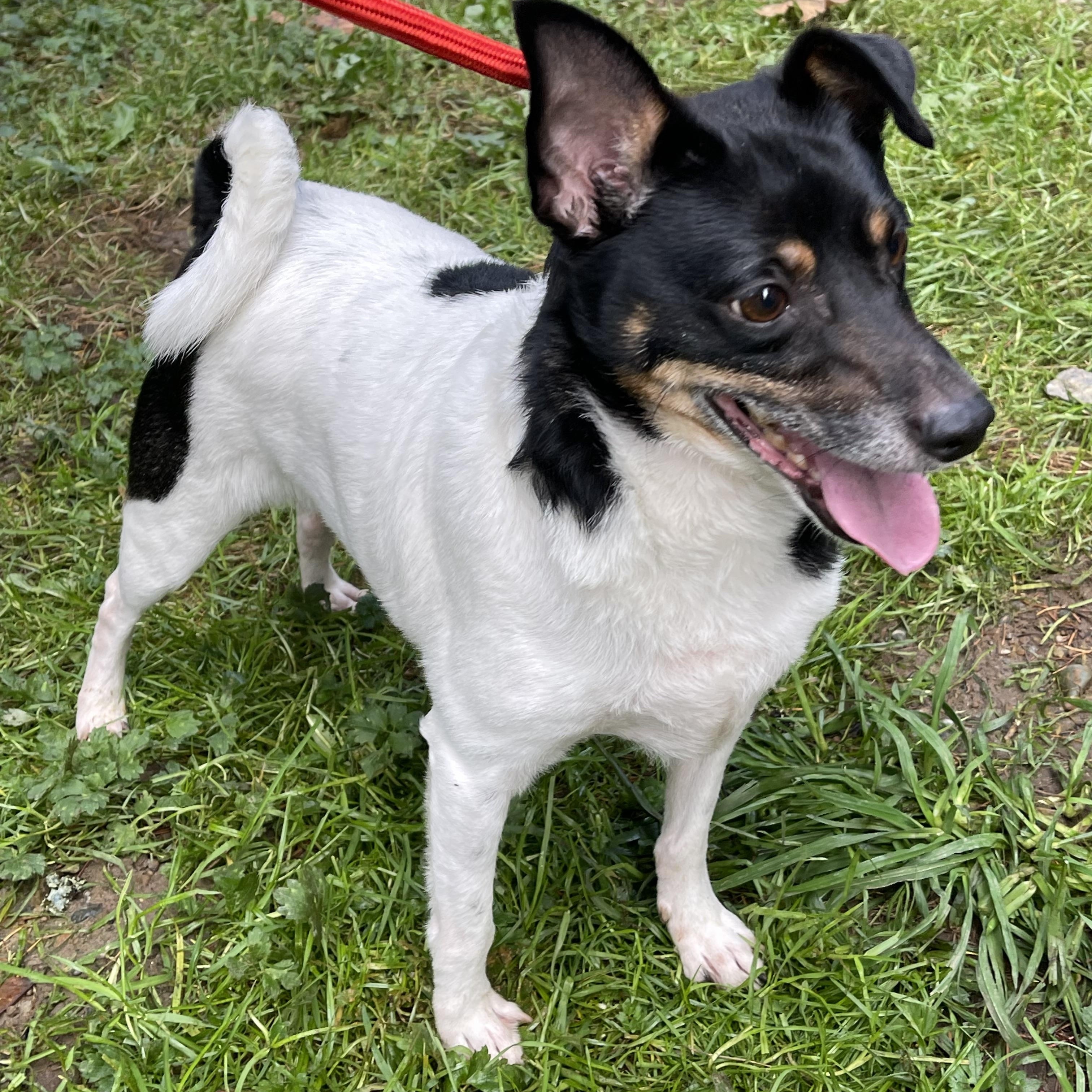 Enlarge DUKE, a Adoptable mixed breed in Graham, WA image 5/6