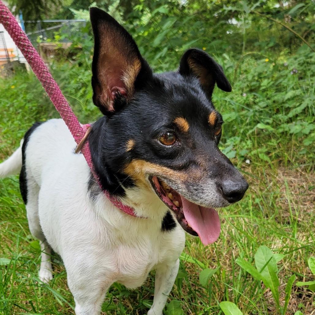 Enlarge DUKE, a Adoptable mixed breed in Graham, WA image 2/6