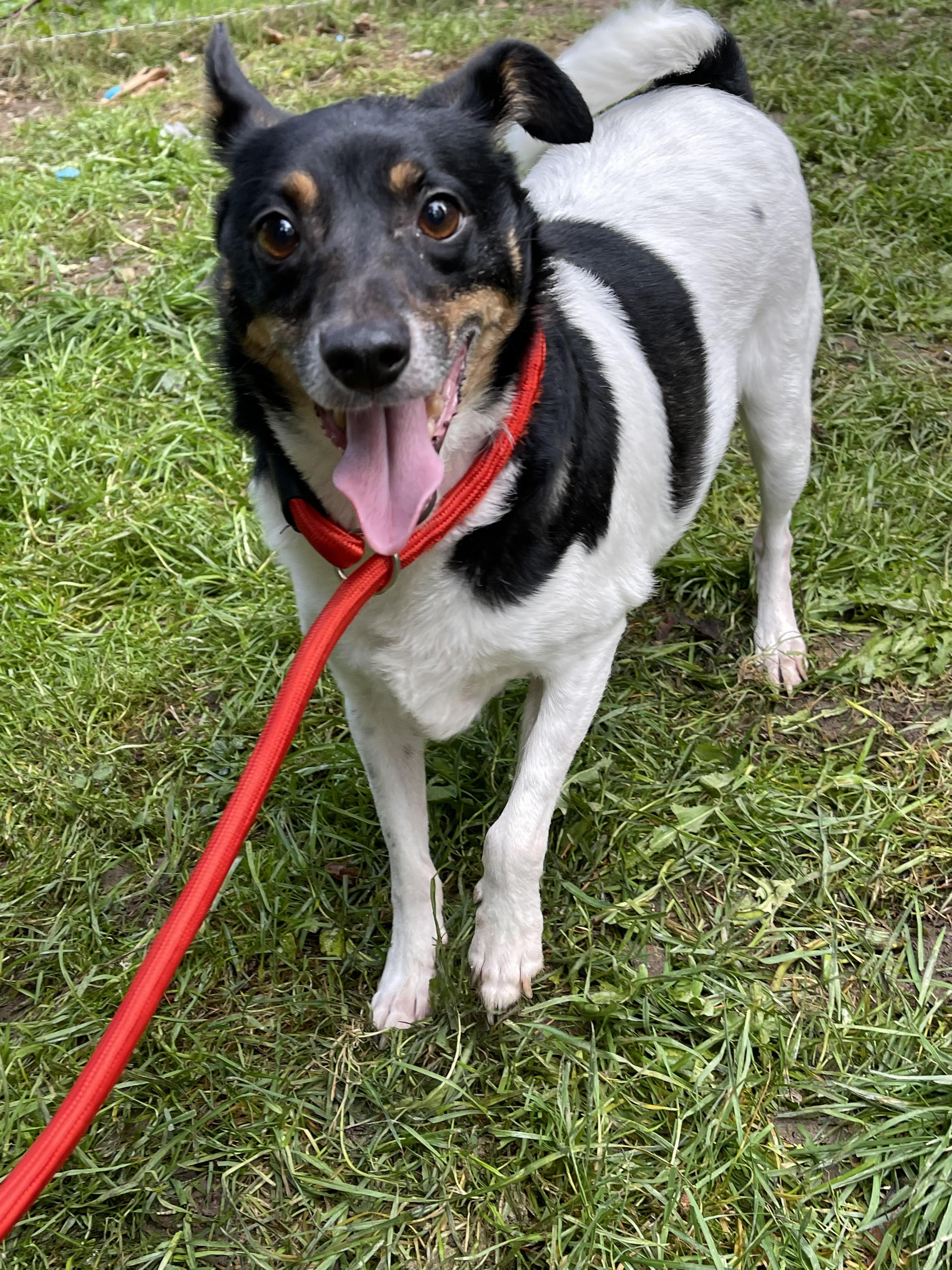 Enlarge DUKE, a Adoptable mixed breed in Graham, WA image 6/6