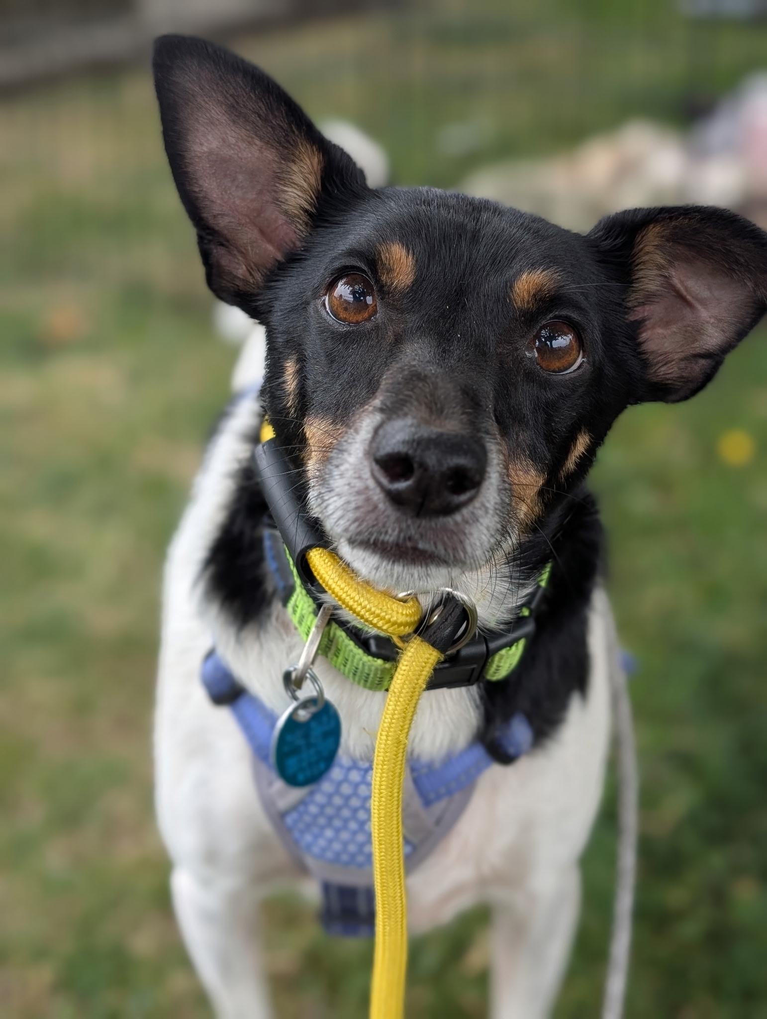 Enlarge DUKE, a Adoptable mixed breed in Graham, WA image 1/6