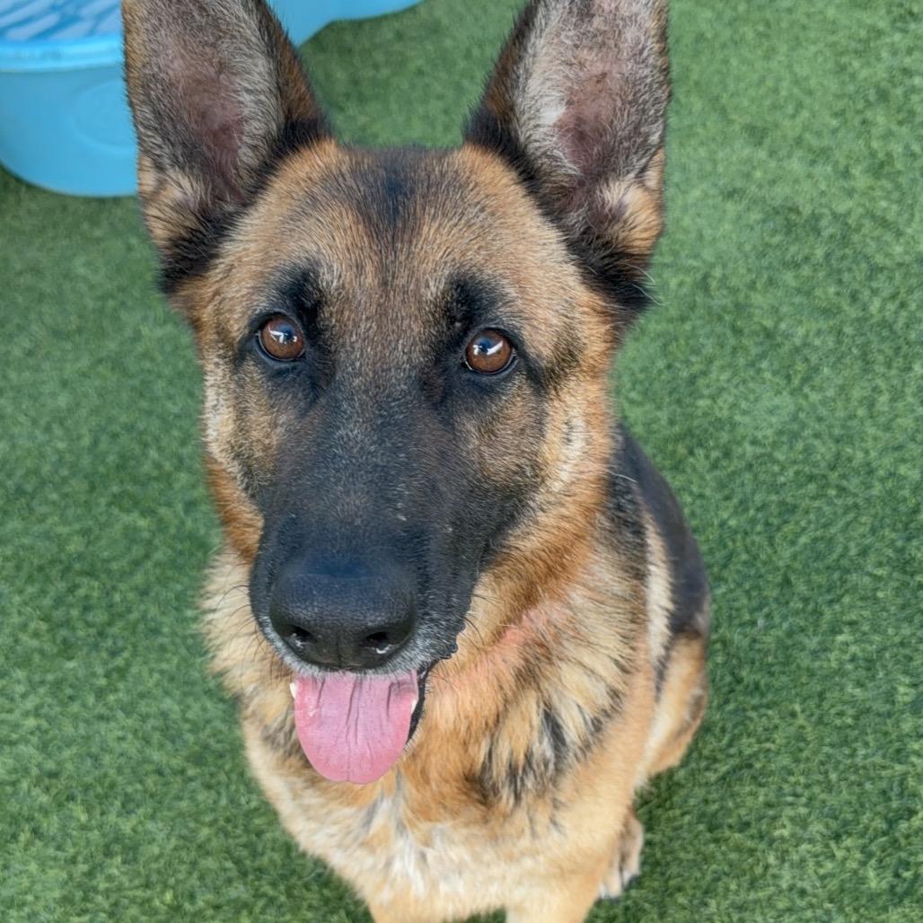 Ava A2192169, Adoptable, Adult Female German Shepherd Dog.
