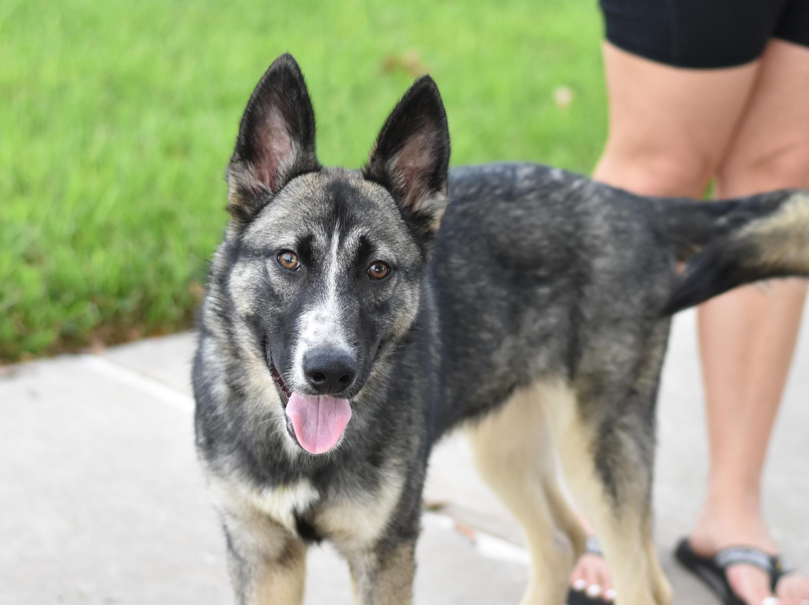 Enlarge Jasper, a Adoptable mixed breed in Coopersburg, PA image 6/6