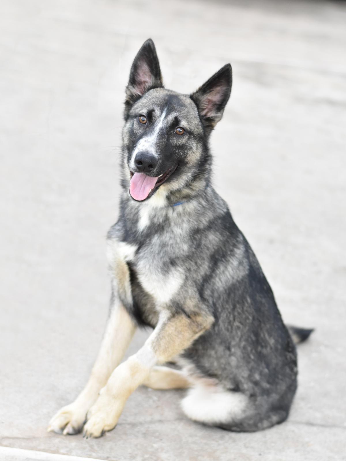 Jasper, Adoptable, Puppy Male Shepherd & Husky.