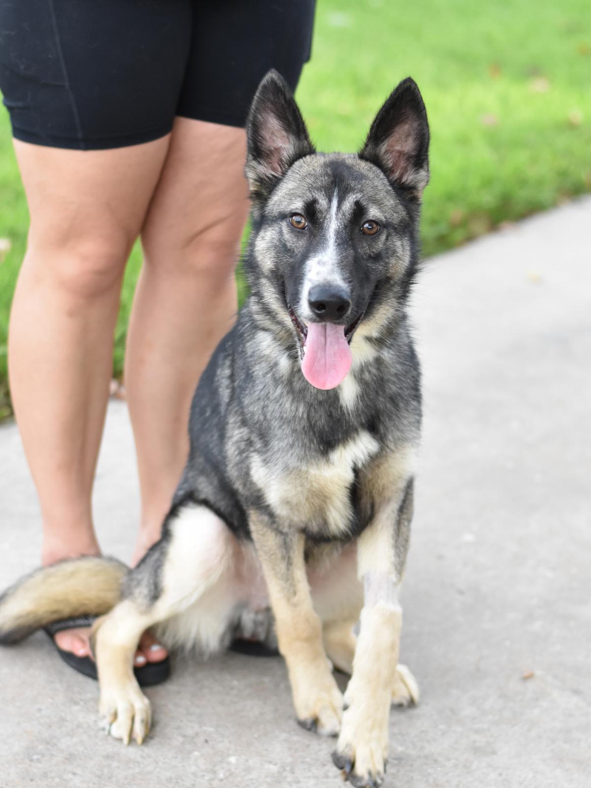 Enlarge Jasper, a Adoptable mixed breed in Coopersburg, PA image 5/6