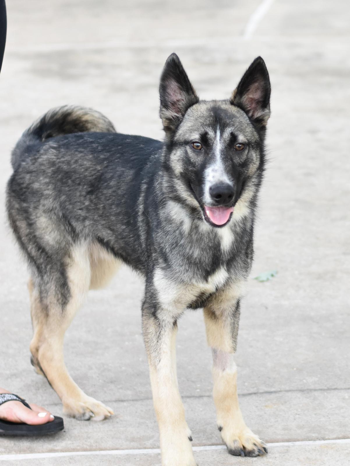 Enlarge Jasper, a Adoptable mixed breed in Coopersburg, PA image 2/6