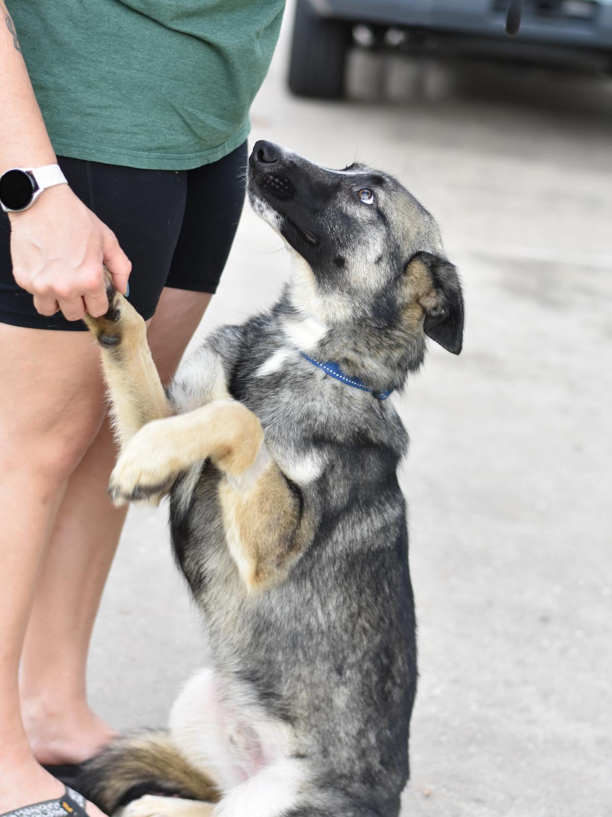 Enlarge Jasper, a Adoptable mixed breed in Coopersburg, PA image 4/6