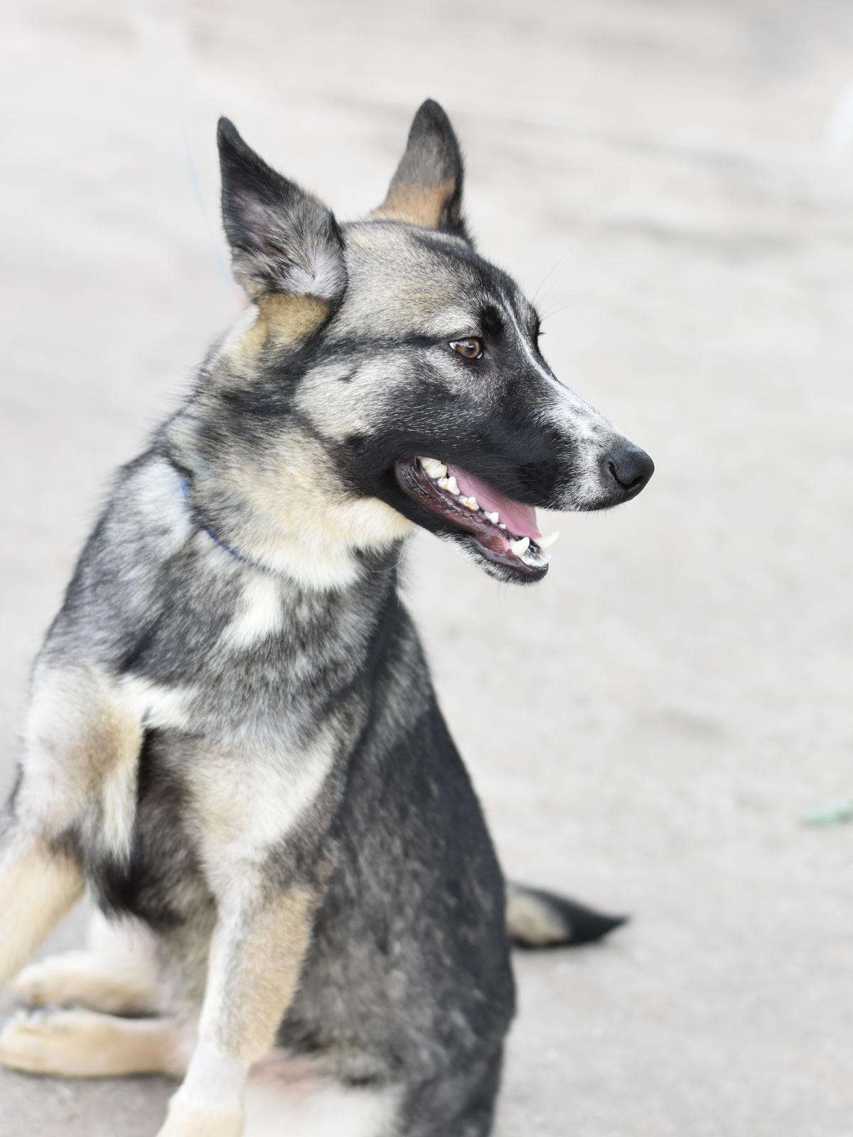 Enlarge Jasper, a Adoptable mixed breed in Coopersburg, PA image 3/6