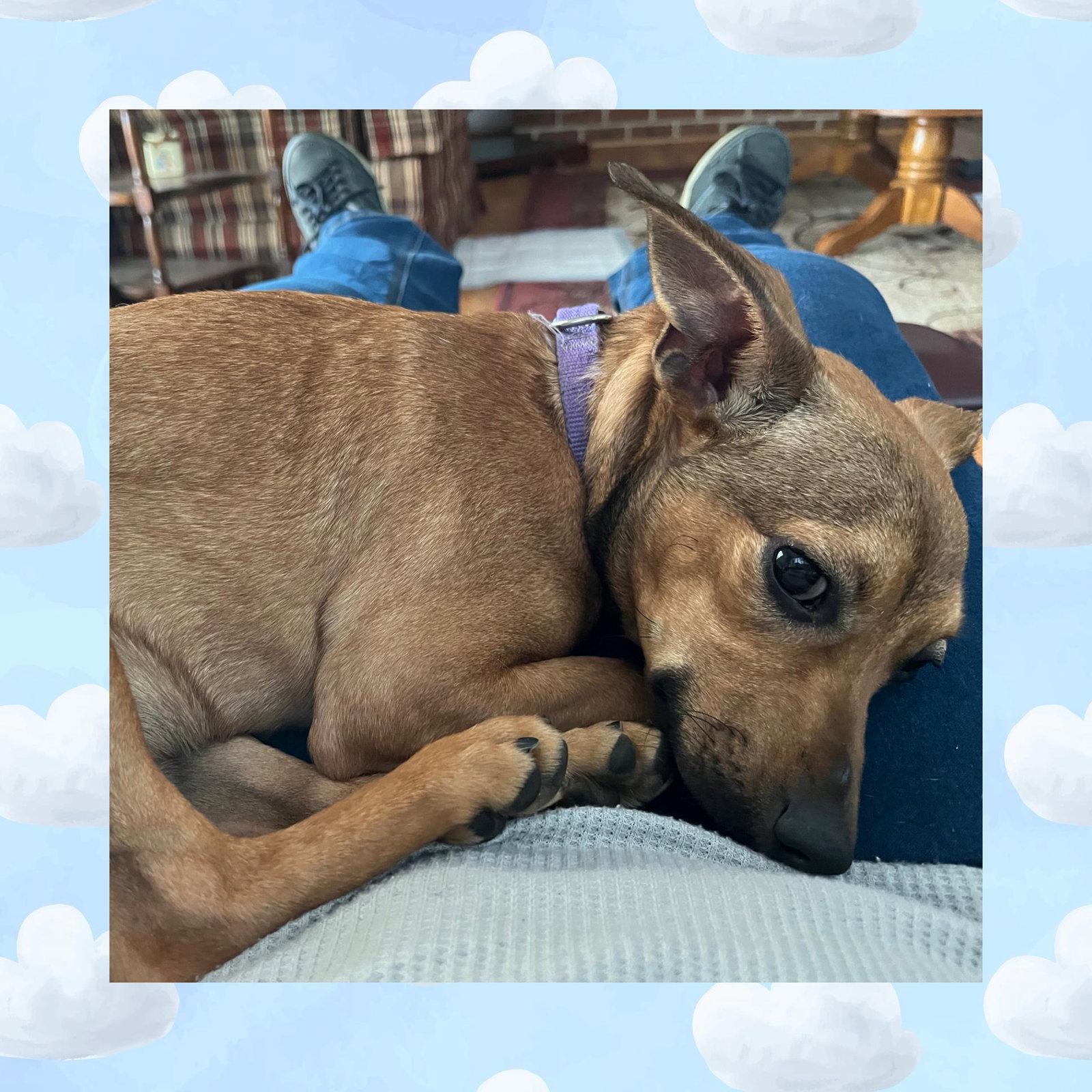 Pat, Adoptable, Puppy Male Chihuahua.