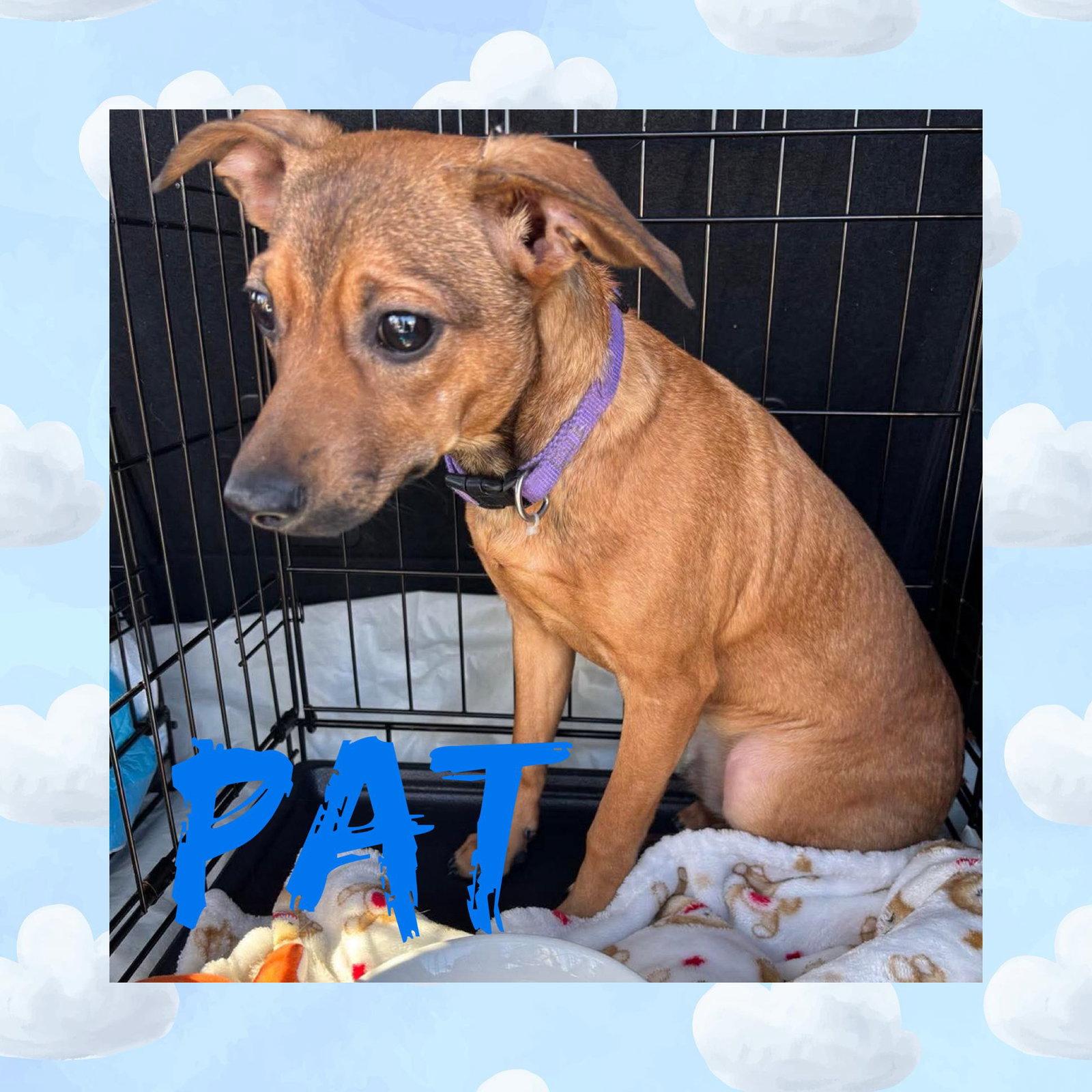 Enlarge Pat, a Adoptable Chihuahua in Glenmoore, PA image 2/2