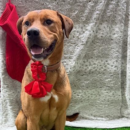 Crosby, a Adoptable Mixed Breed in Washougal, WA image 1/5