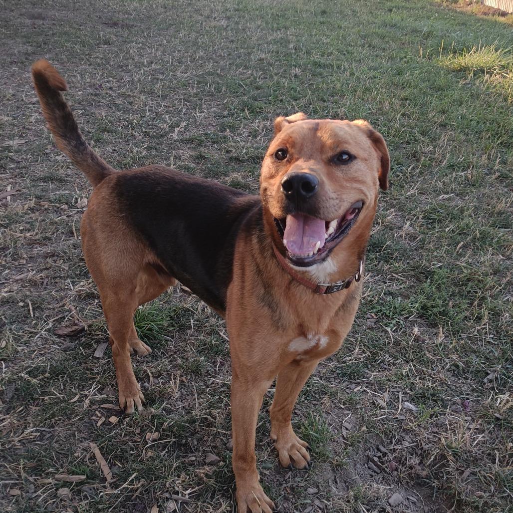 Crosby, a Adoptable Mixed Breed in Washougal, WA image 3/5