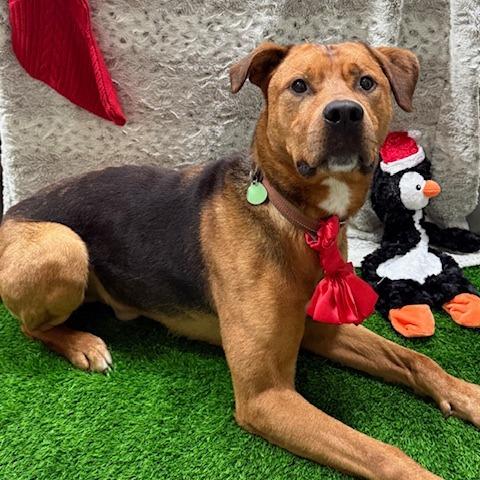 Crosby, a Adoptable Mixed Breed in Washougal, WA image 4/5