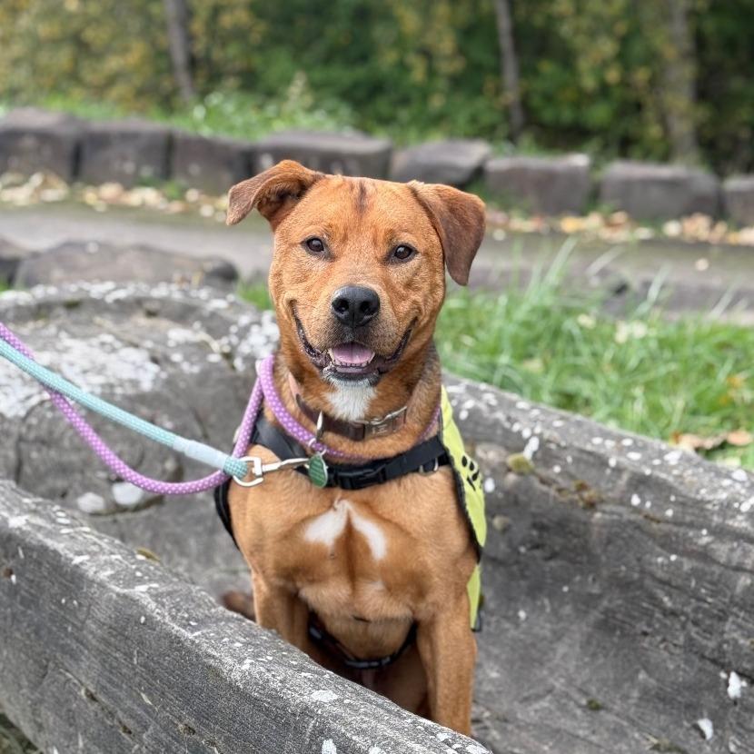 Crosby, a Adoptable Mixed Breed in Washougal, WA image 5/5
