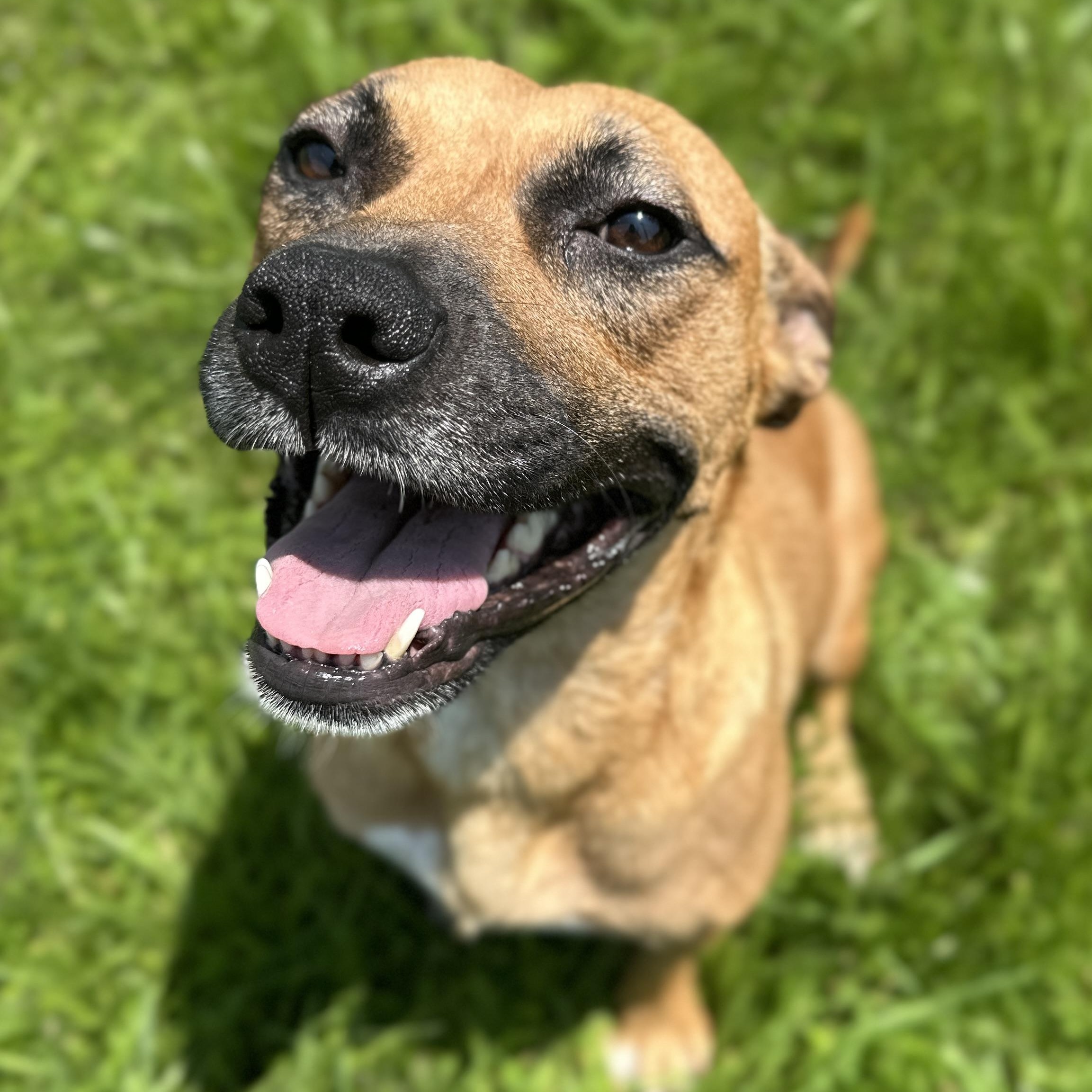 Matlida, Adult Female Pit Bull Terrier