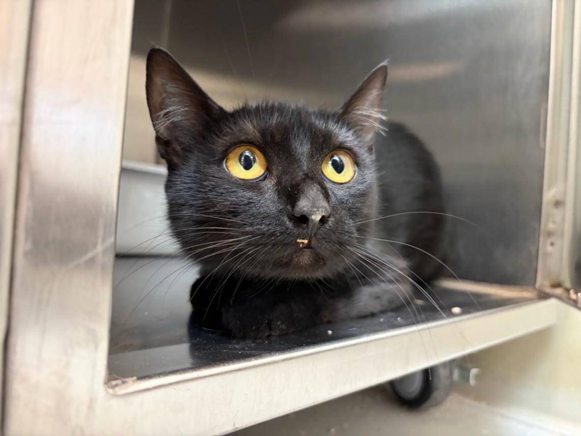 Enlarge AVALON*, a Adoptable Domestic Short Hair in Santa Cruz, CA image 1/1