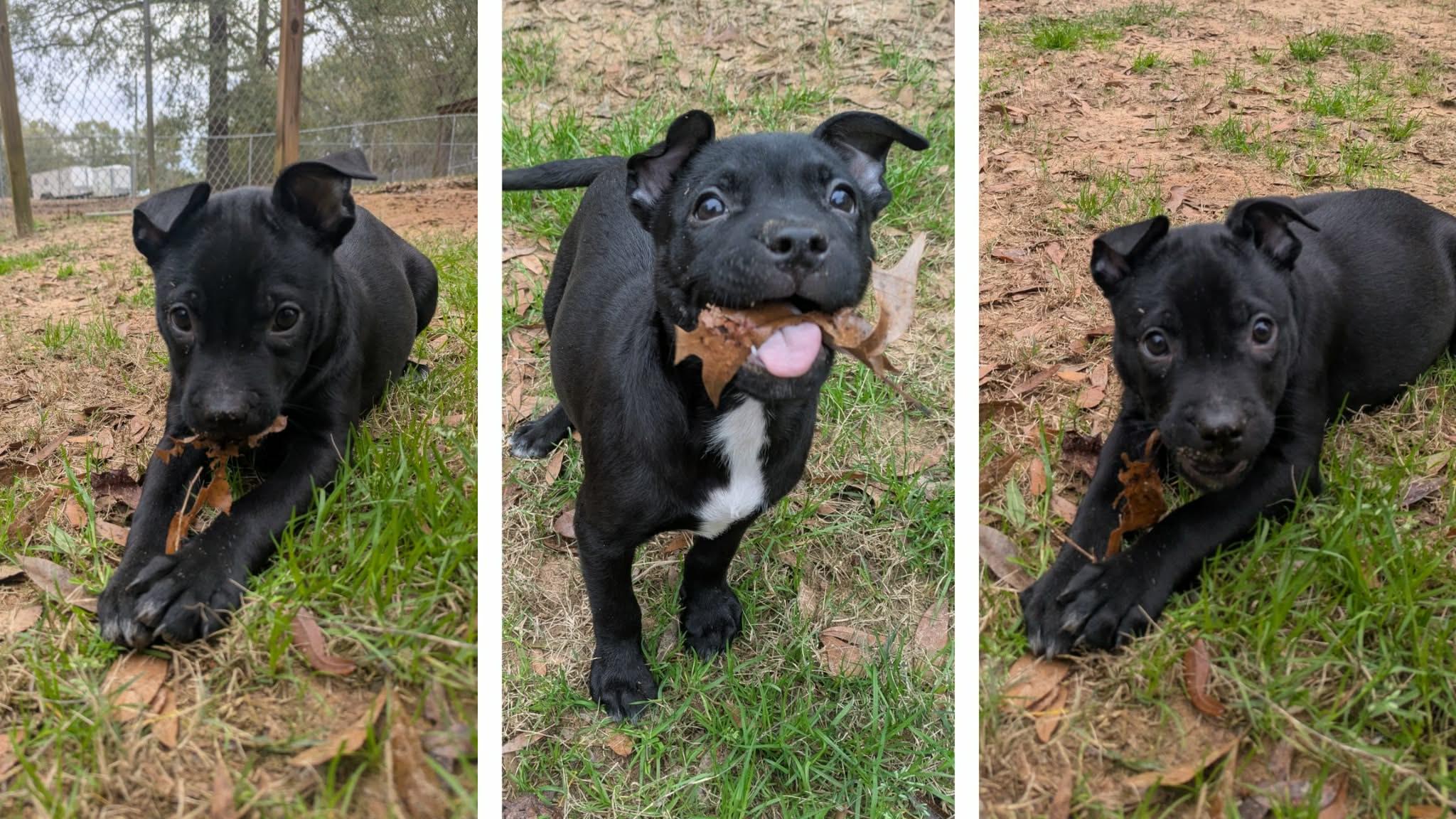 Enlarge Donner, an adopted mixed breed in Ozark, AL image 3/3