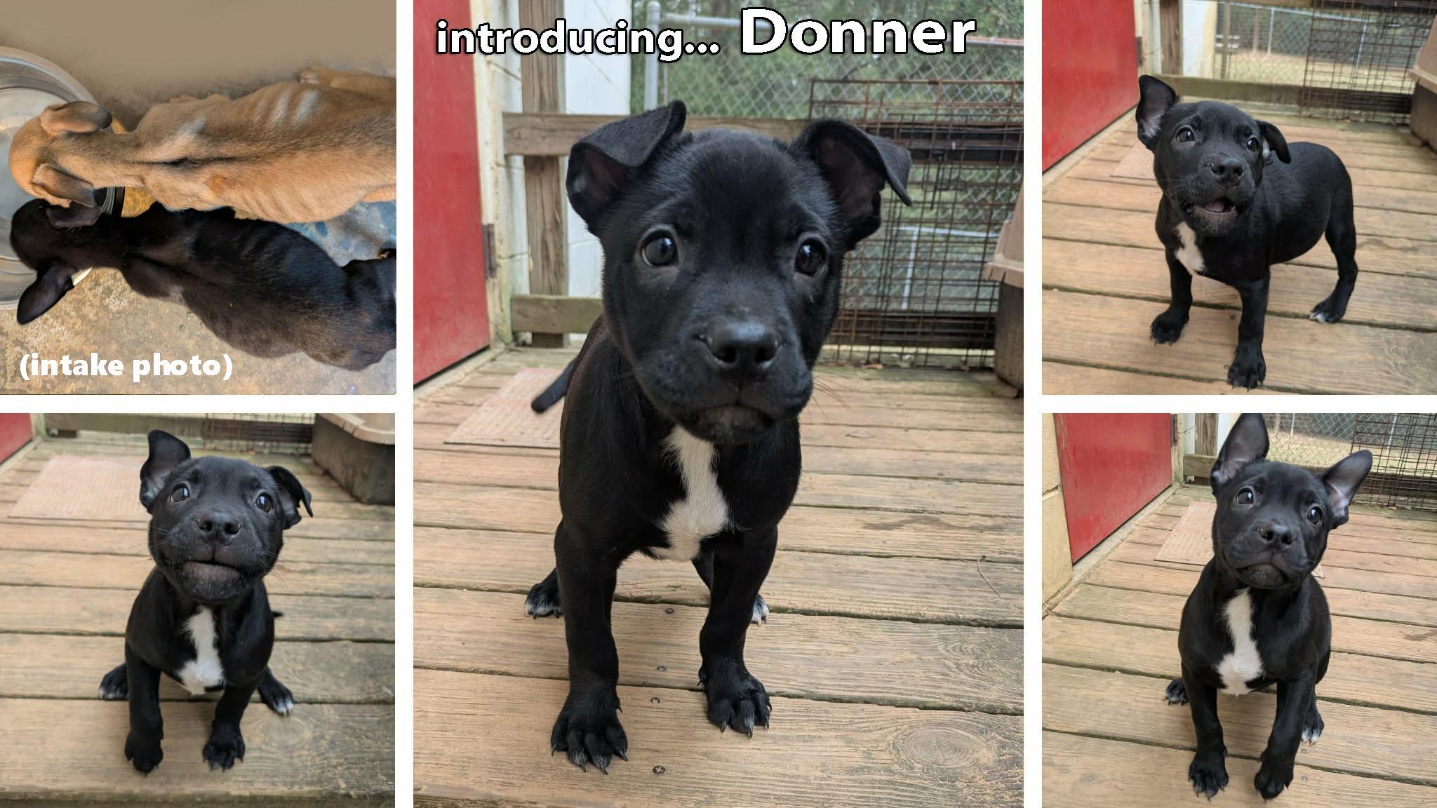 Enlarge Donner, an adopted mixed breed in Ozark, AL image 2/3