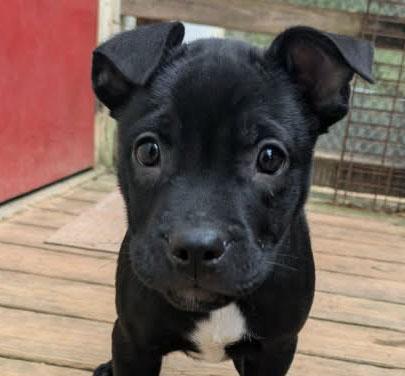 Enlarge Donner, an adopted mixed breed in Ozark, AL image 1/3