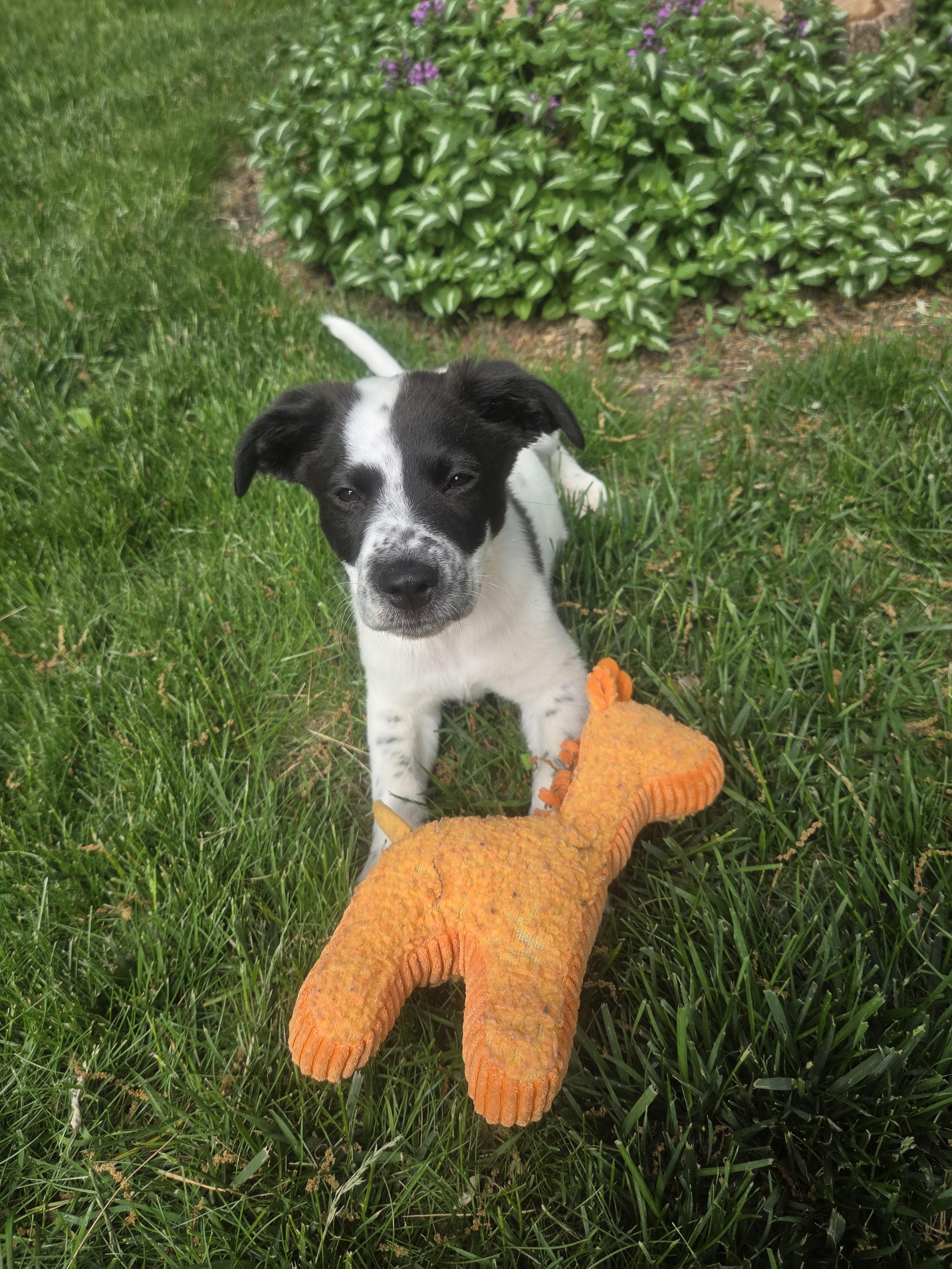 Enlarge Chili, a ADOPTABLE mixed breed in Lake Geneva, WI image 5/6
