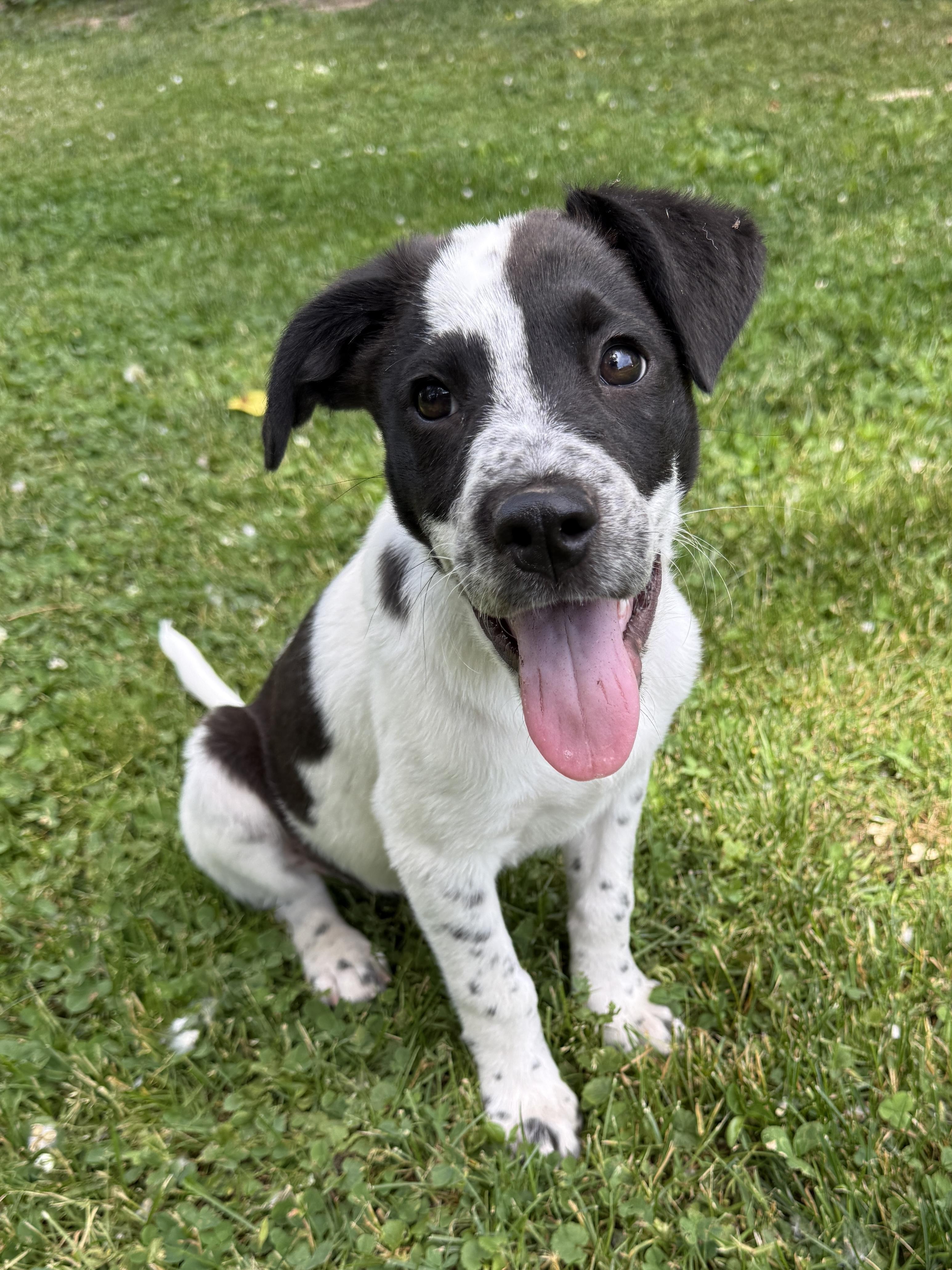 Chili, ADOPTABLE, Puppy Male Spaniel & Labrador Retriever.