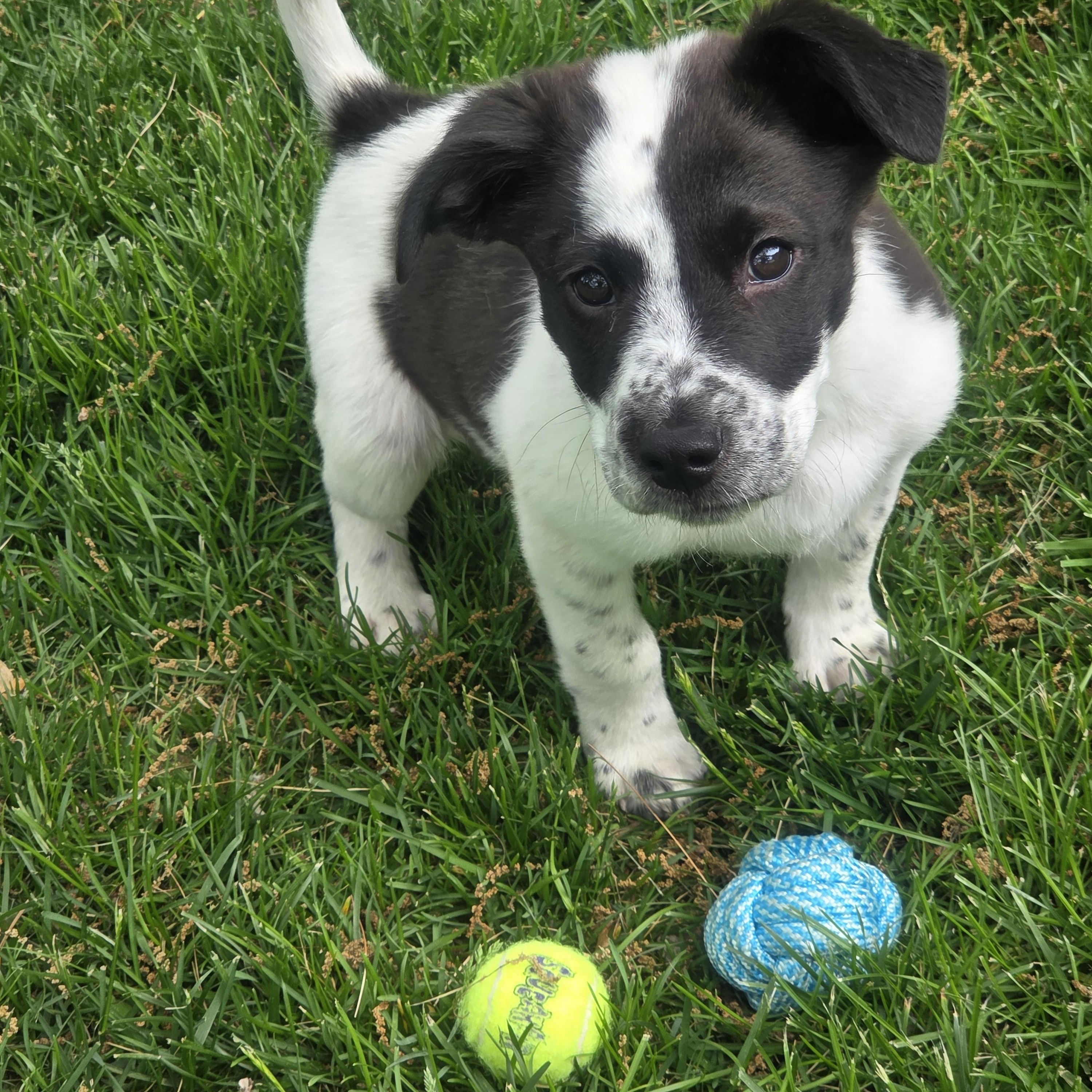 Enlarge Chili, a ADOPTABLE mixed breed in Lake Geneva, WI image 3/6
