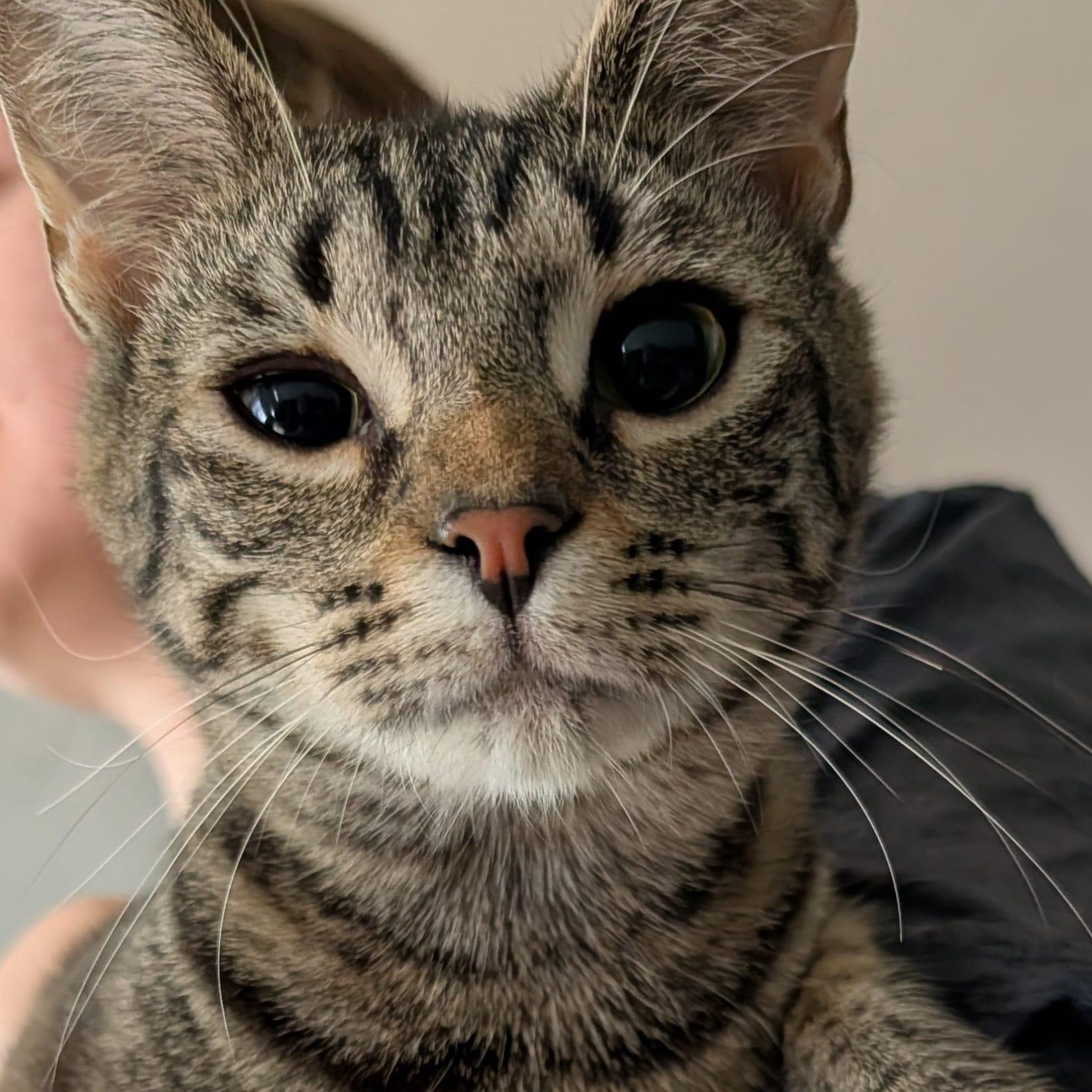 Flora, Adoptable, Young Female Tabby.