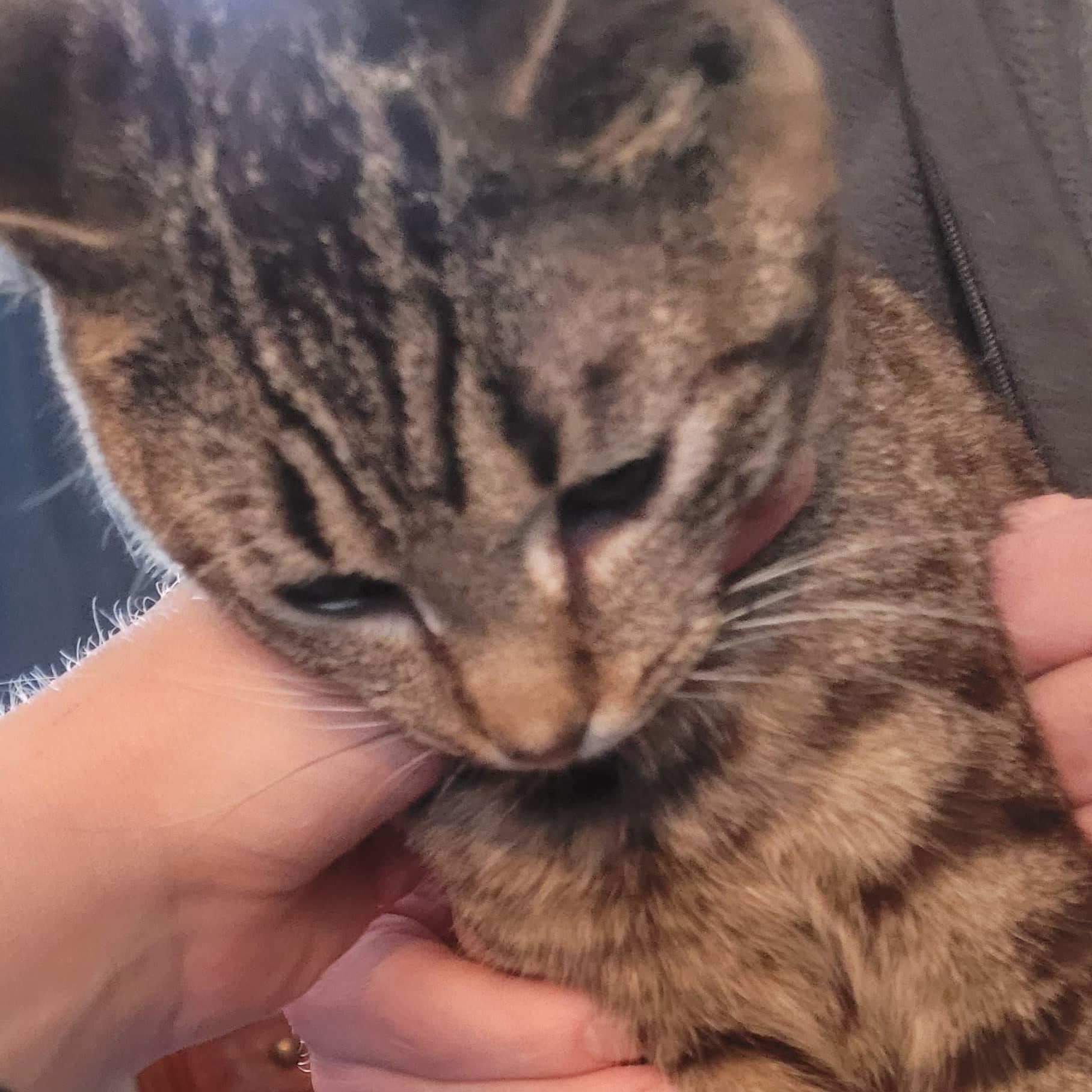 Enlarge Flora, a Adoptable Tabby in Midland, MI image 2/4