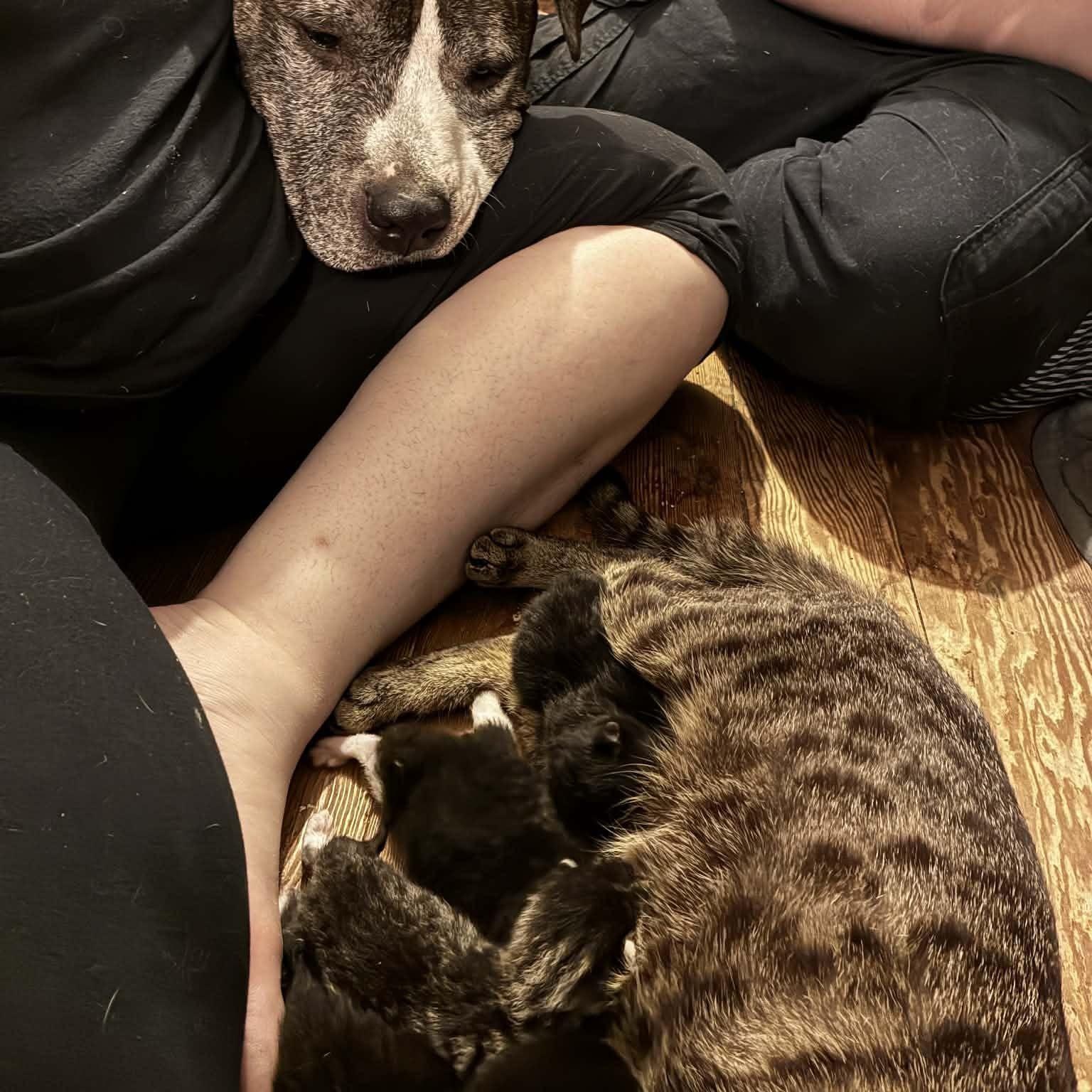 Enlarge Flora, a Adoptable Tabby in Midland, MI image 4/4