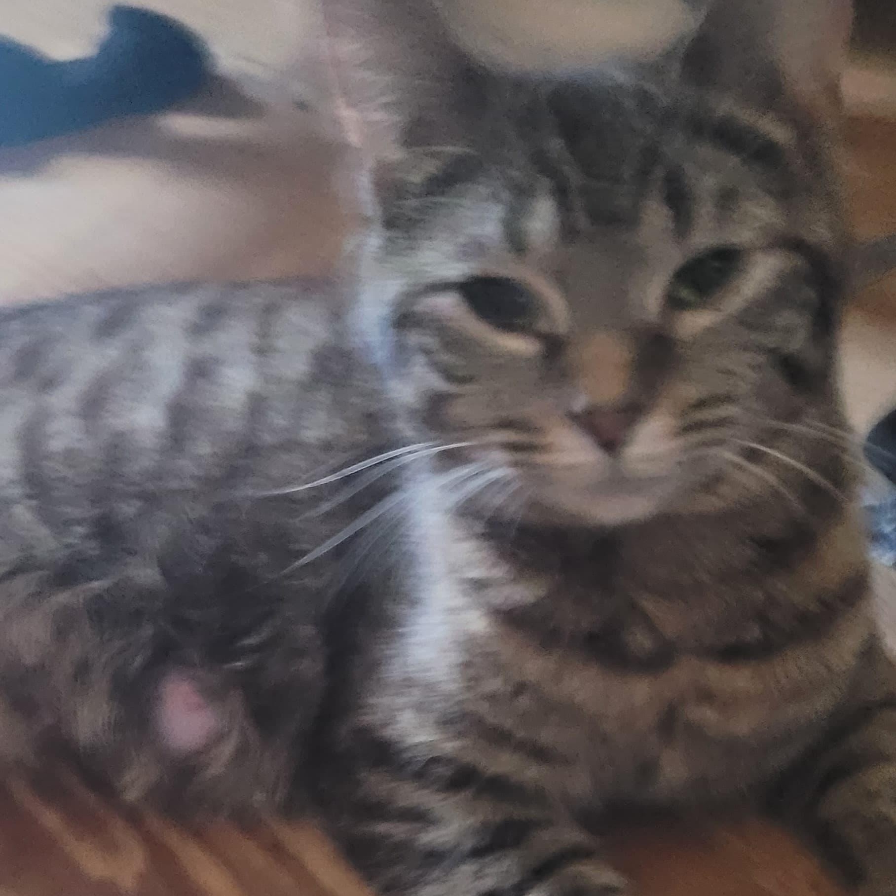 Enlarge Flora, a Adoptable Tabby in Midland, MI image 3/4