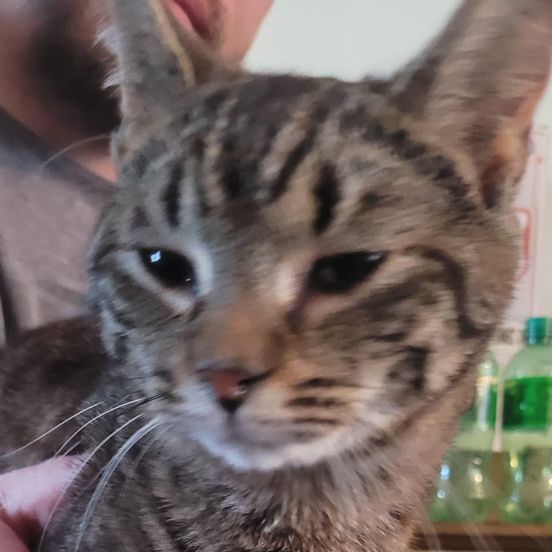 Flora, Adoptable, Young Female Tabby.