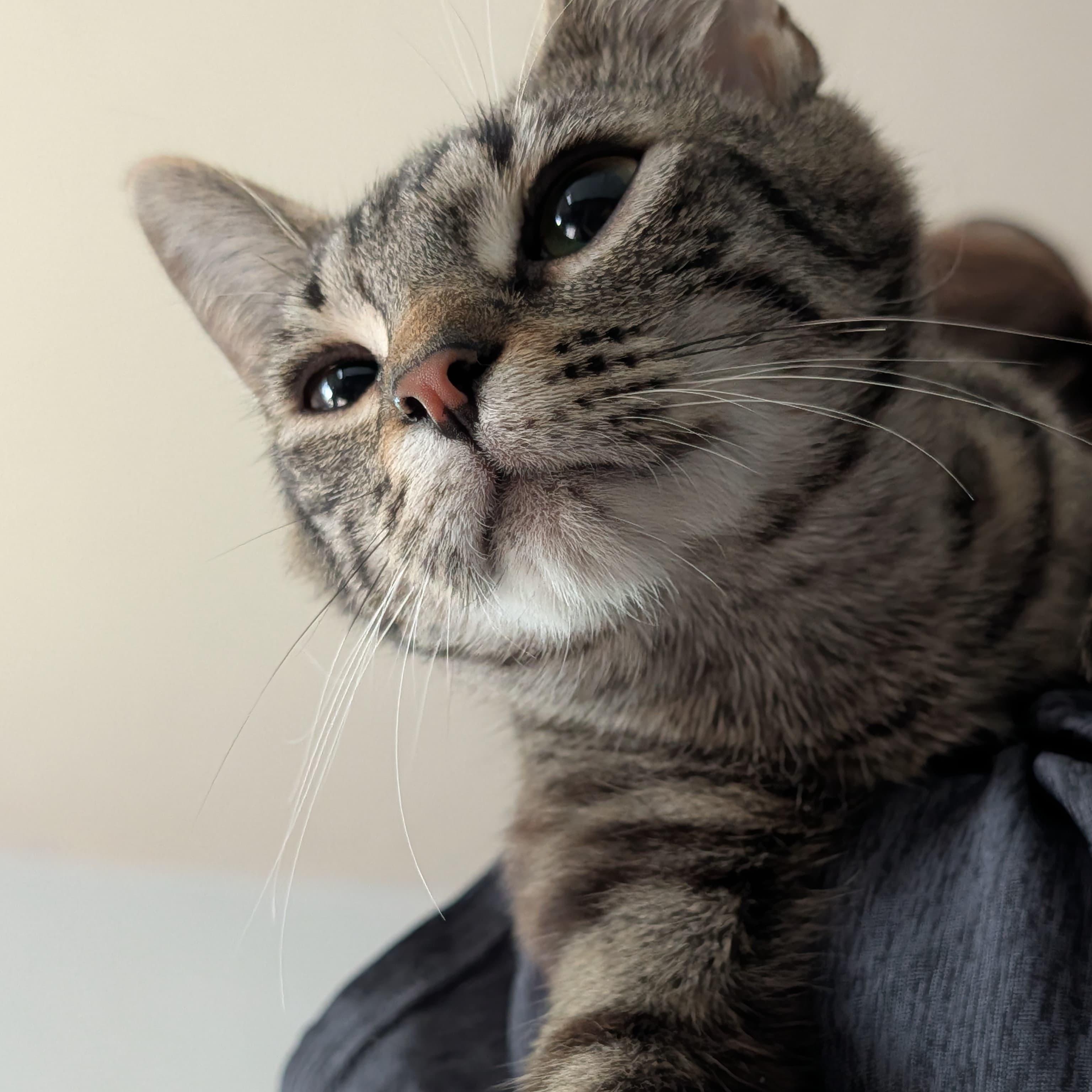 Enlarge Flora, a Adoptable Tabby in Midland, MI image 6/6