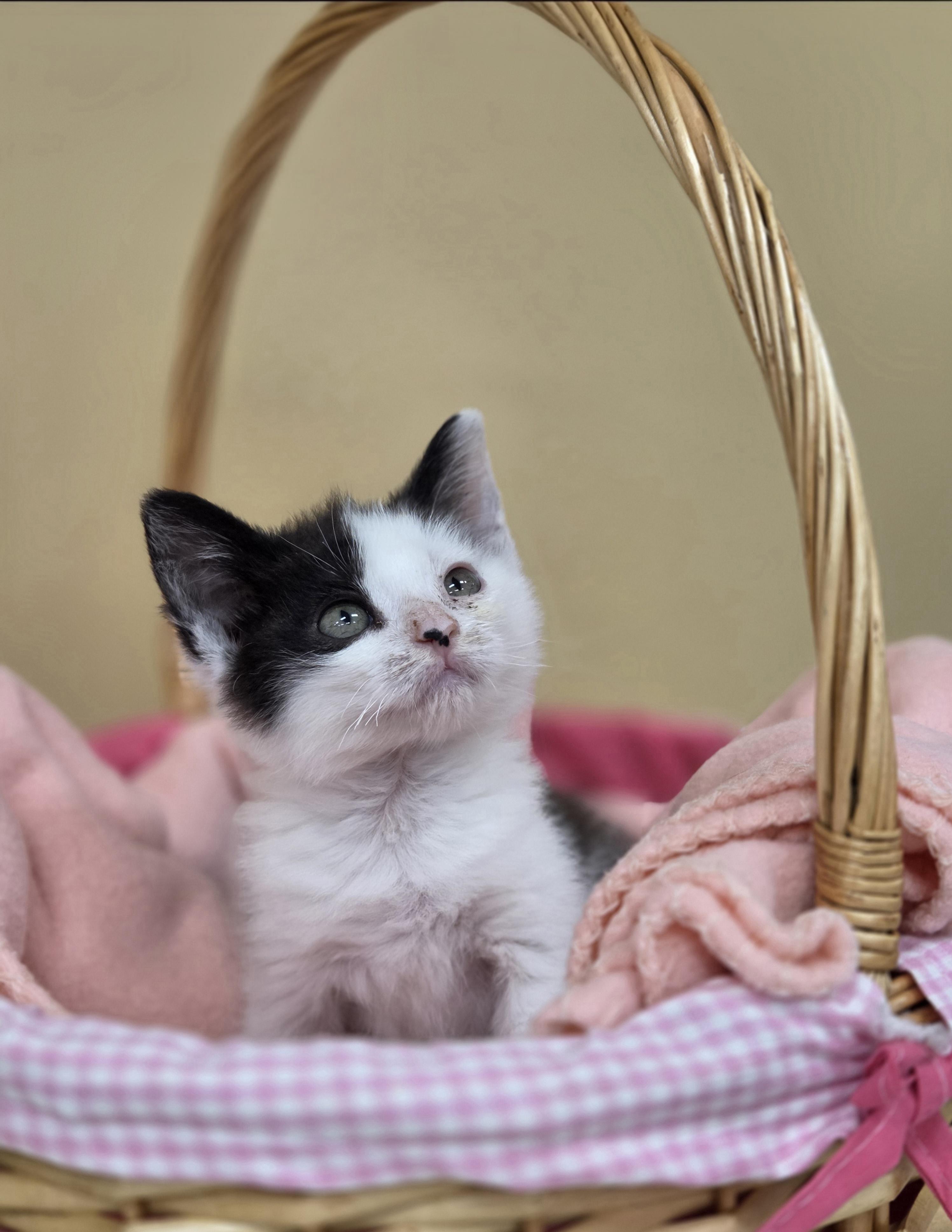 Cuttlefish, Adoptable, Young Female Domestic Short Hair.